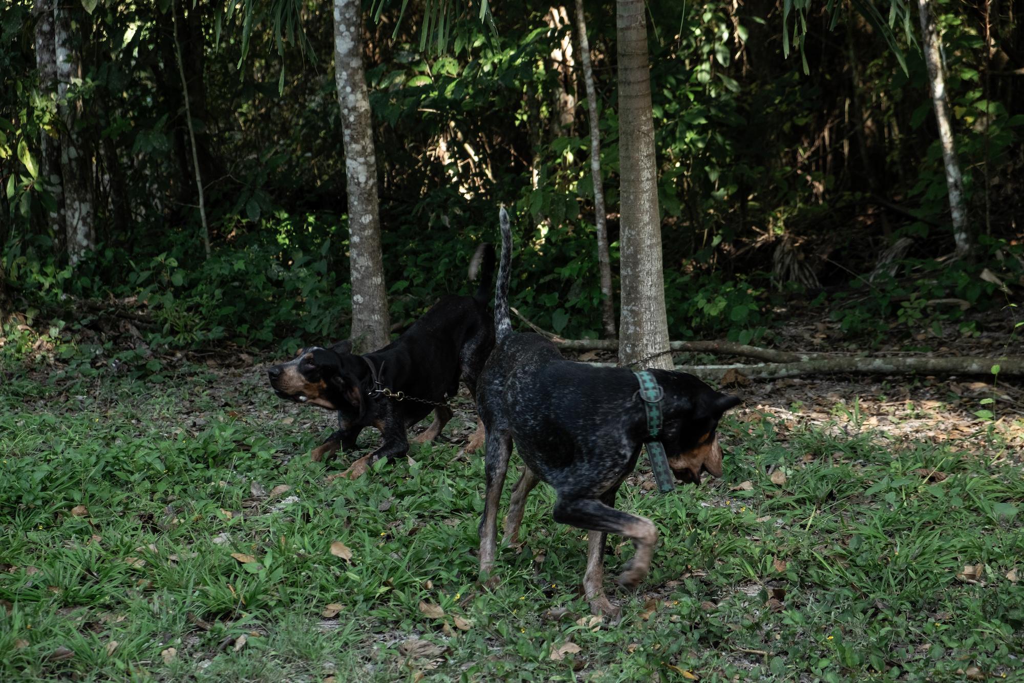 $!Con olfato y corazón: la historia del entrenador y los ‘perros tigreros’ que rastrean jaguares para protegerlos