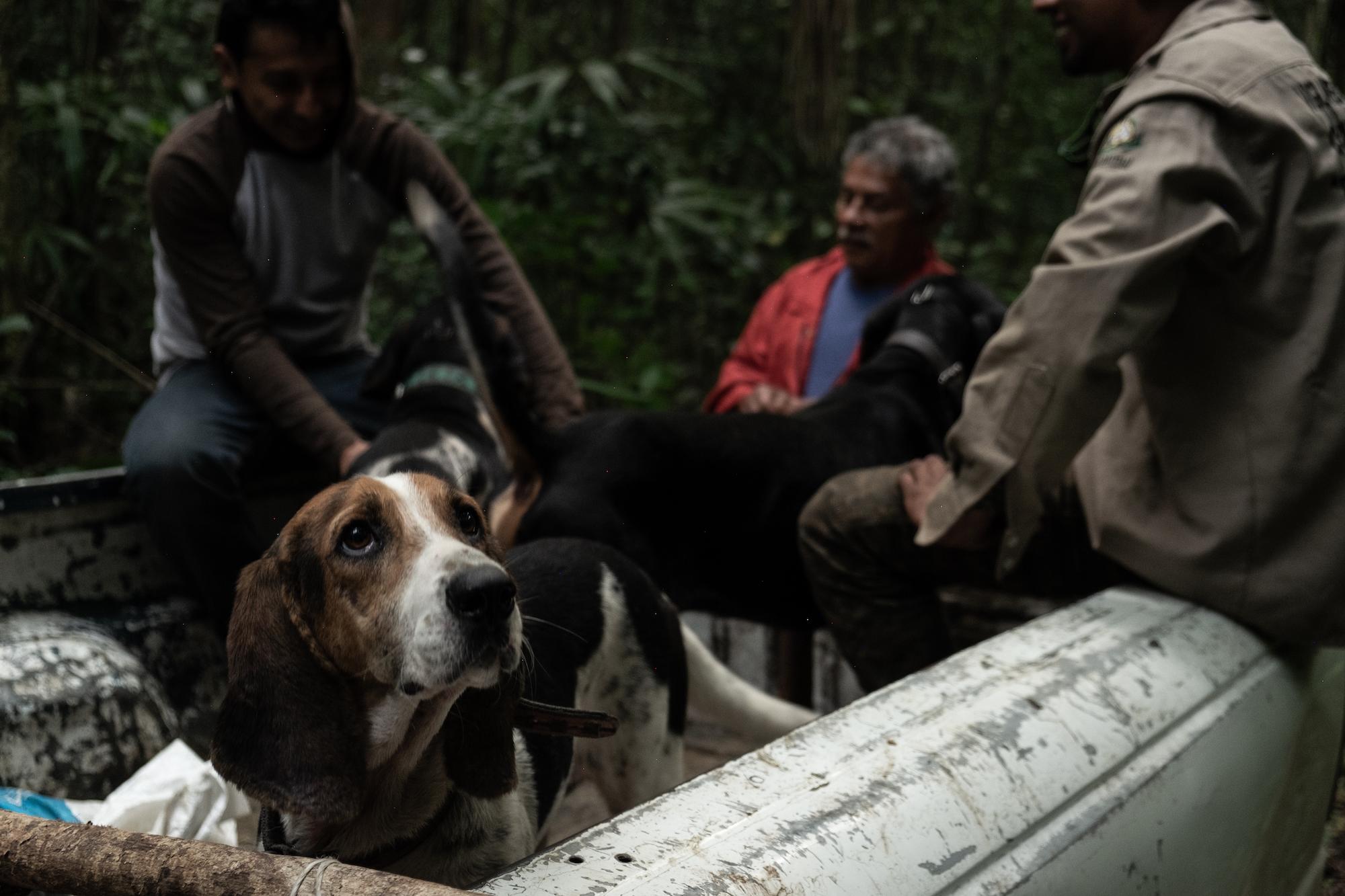 $!Con olfato y corazón: la historia del entrenador y los ‘perros tigreros’ que rastrean jaguares para protegerlos