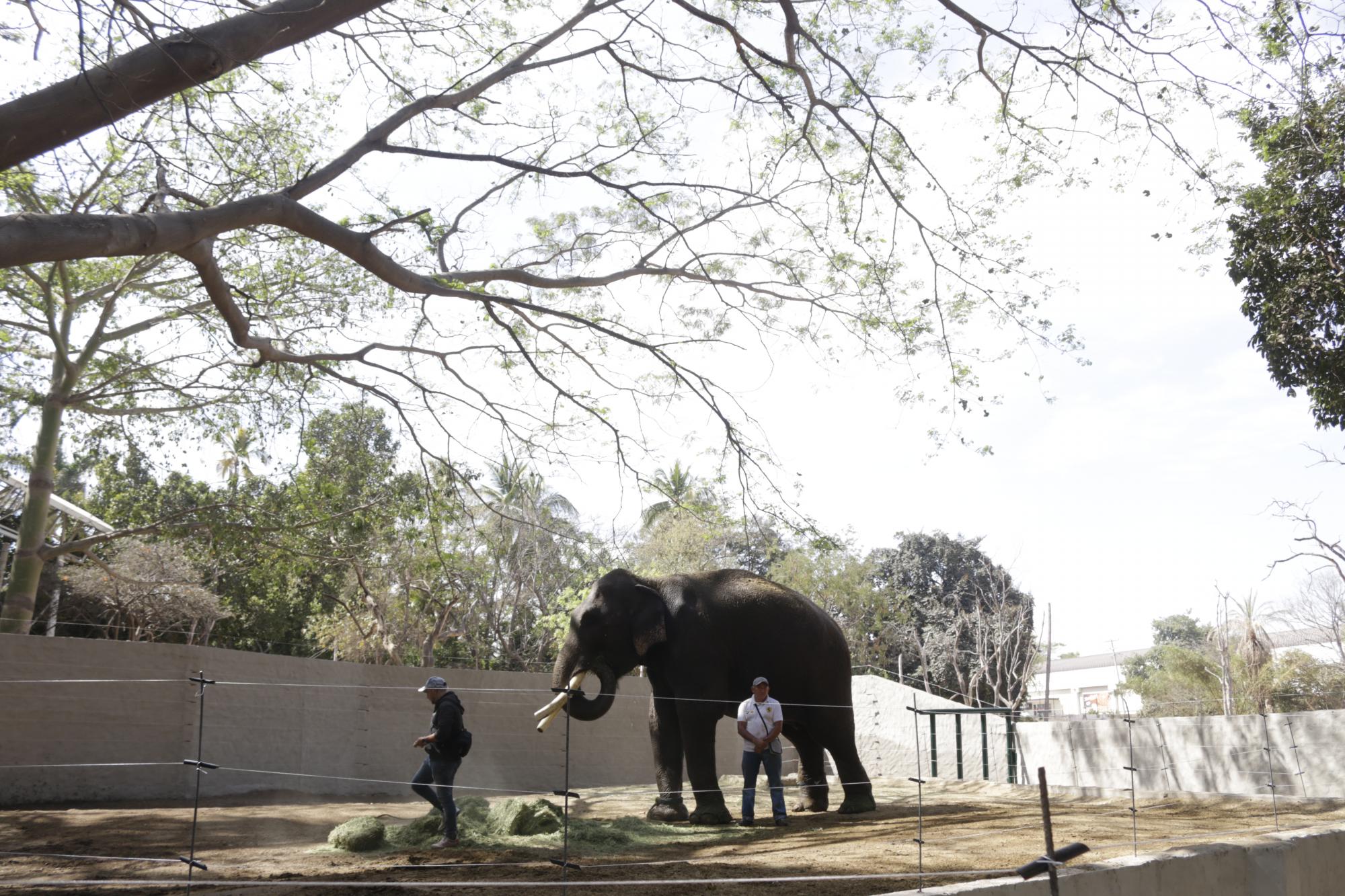 $!Se va ‘Big Boy’ a su nuevo hogar; esta es su última semana en el Zoo de Culiacán