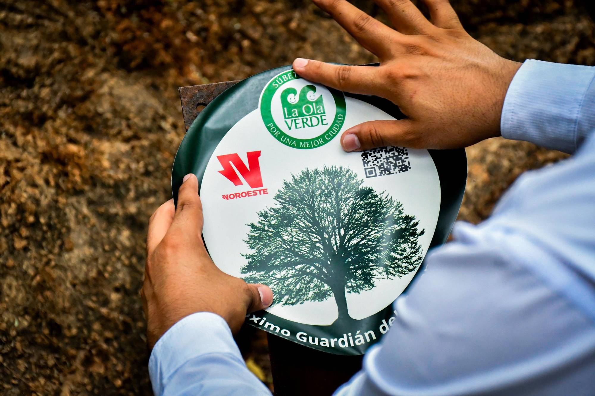 $!Los árboles centenarios: memoria viva y guardianes del tiempo de Culiacán