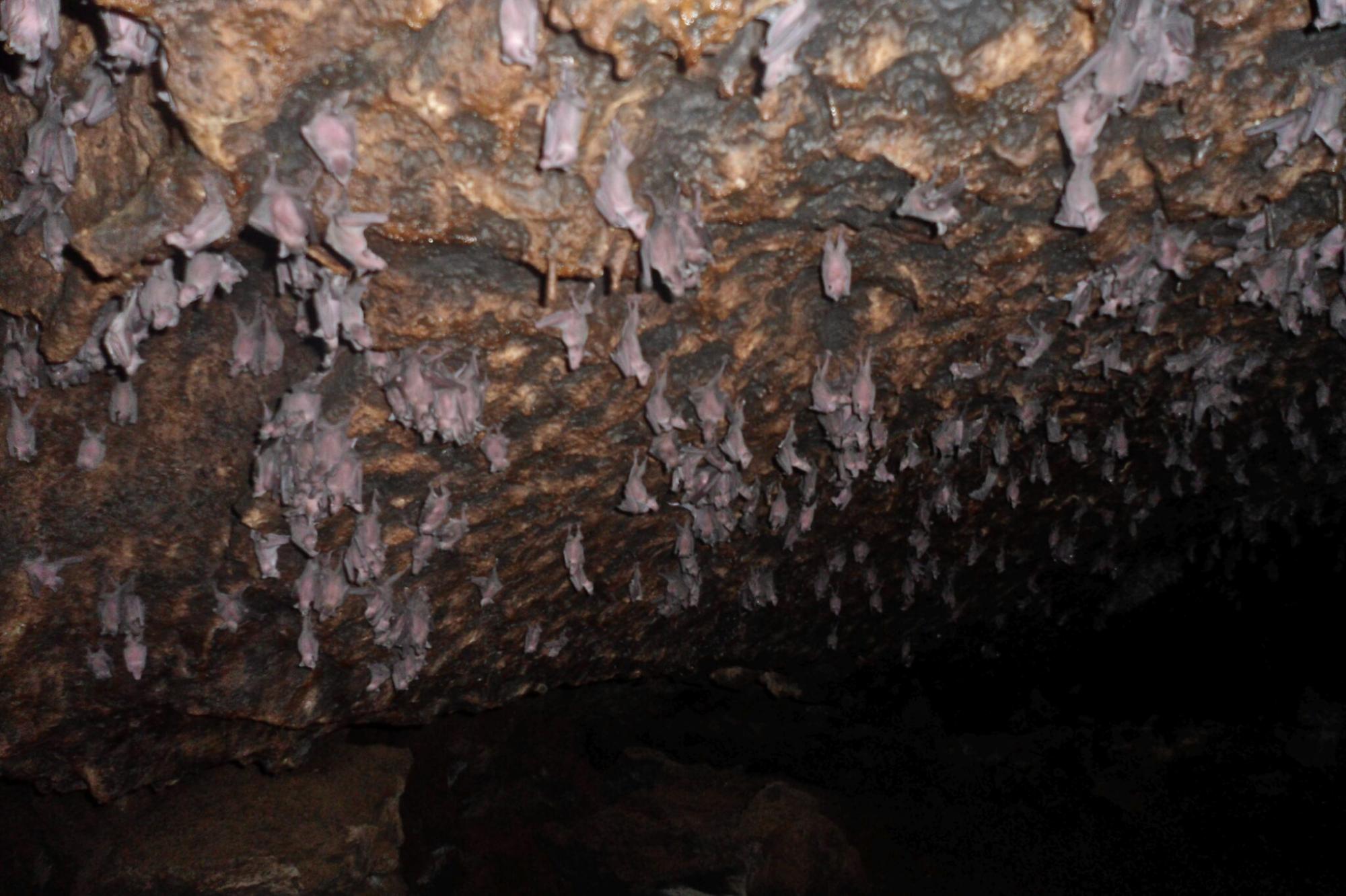 $!En México se busca que, al menos, 15 cuevas sean declaradas santuarios de murciélagos.