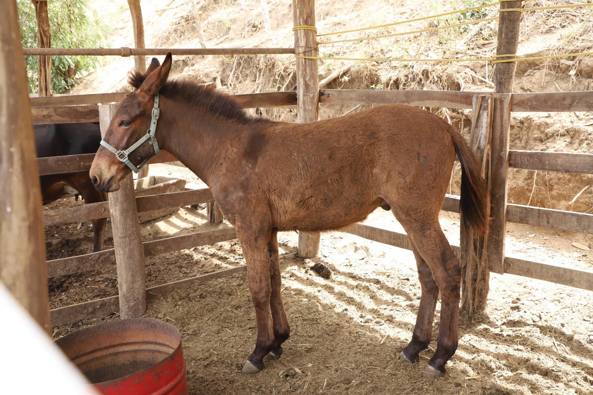 $!Lo que ‘La Vaca Lupe’ parió