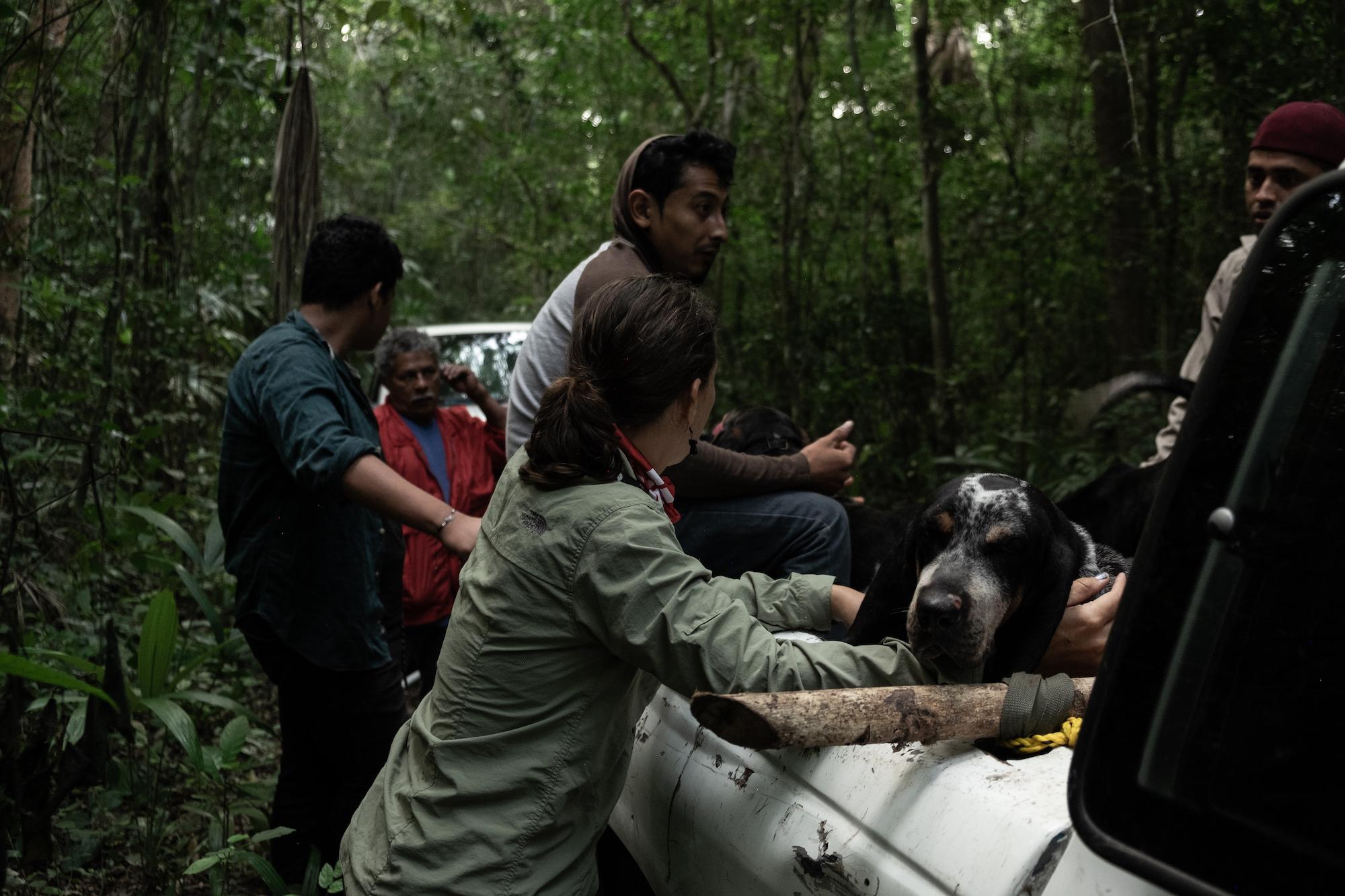 $!Con olfato y corazón: la historia del entrenador y los ‘perros tigreros’ que rastrean jaguares para protegerlos
