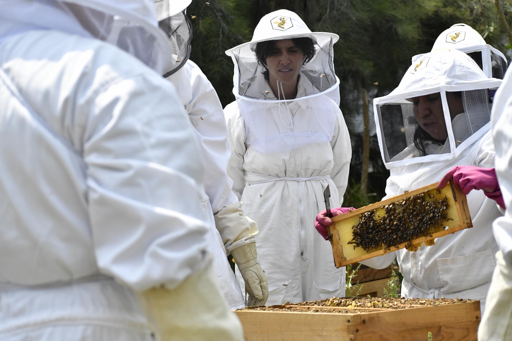 $!Abejas de Barrio, un turismo en México que acelera la seguridad alimentaria