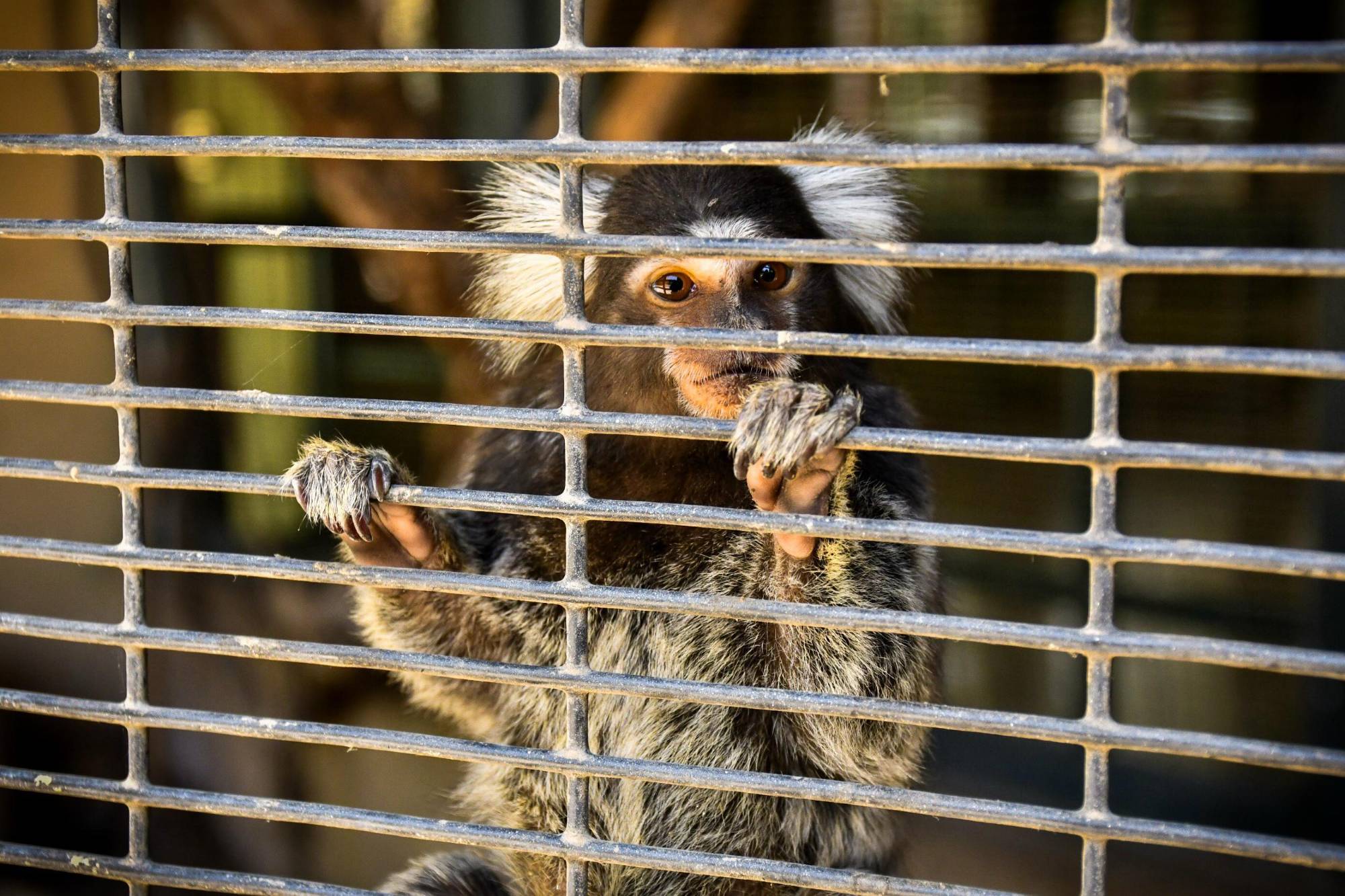 $!Familias visitan el Zoológico de Culiacán por Semana Santa, pero critican condiciones de los animales