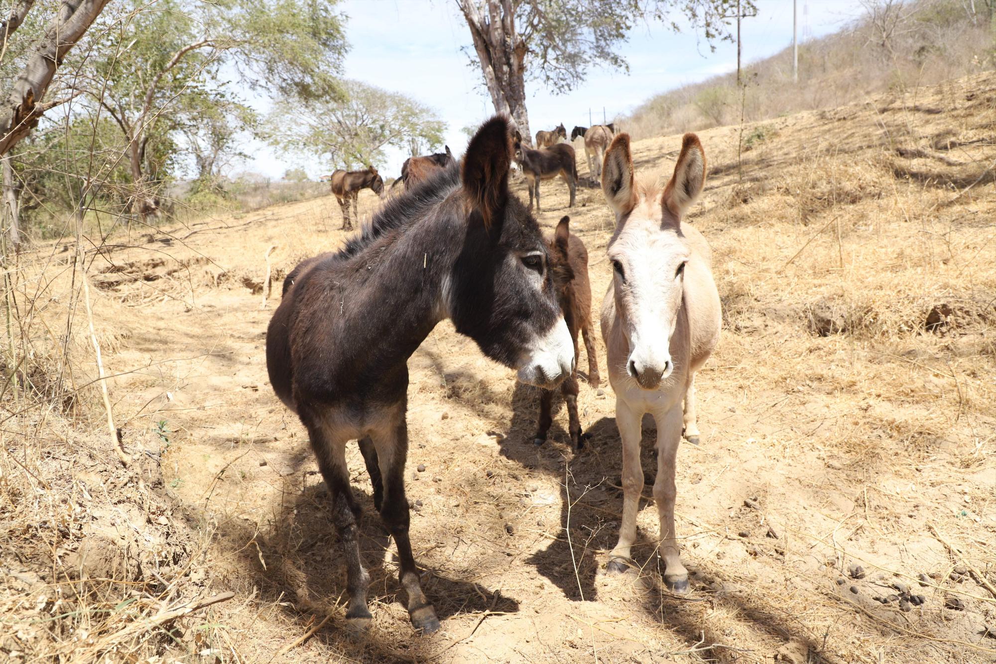 $!Lo que ‘La Vaca Lupe’ parió