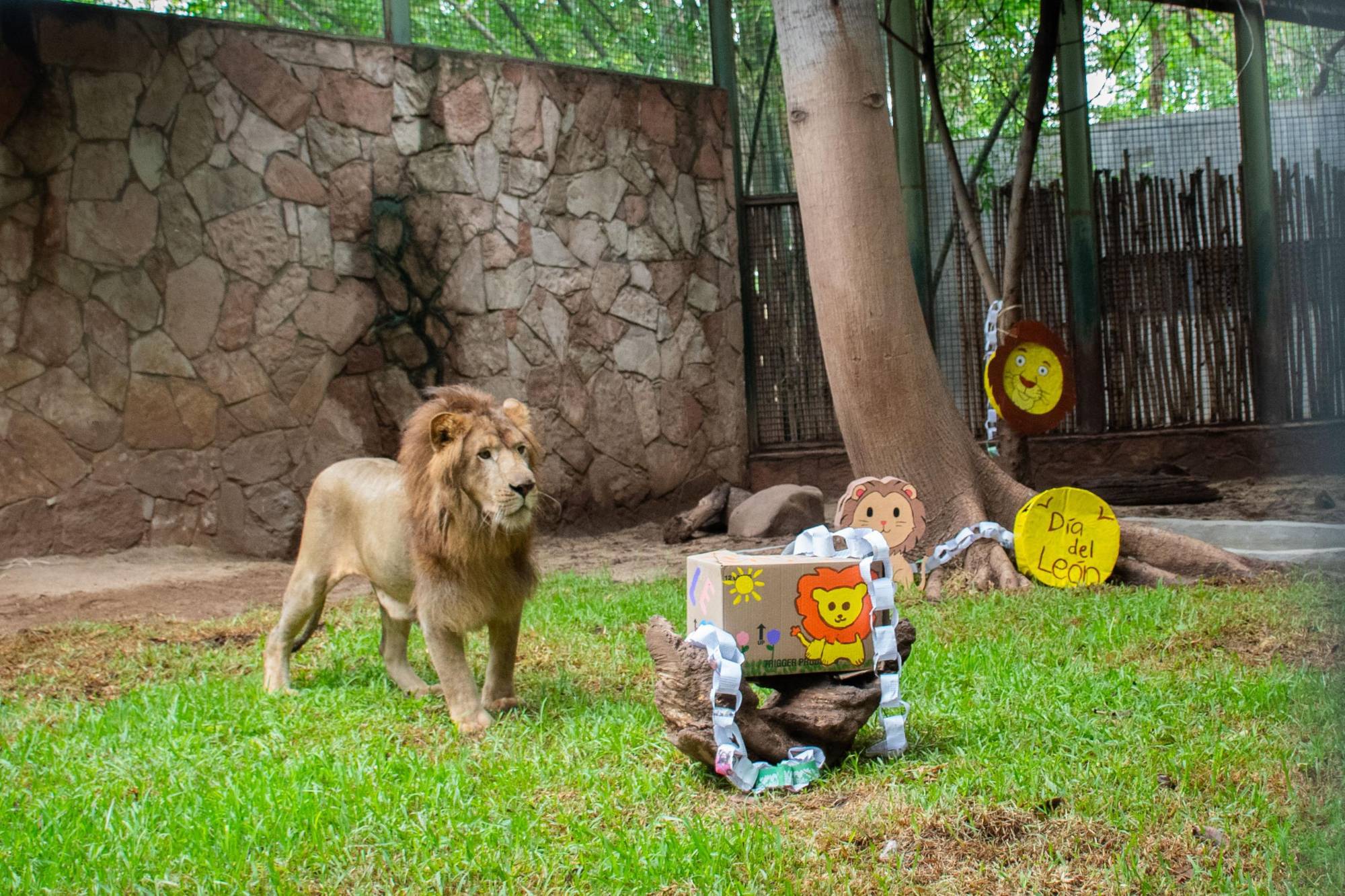 $!Presentan a ‘Tiki’, un nuevo león africano del Zoológico de Culiacán