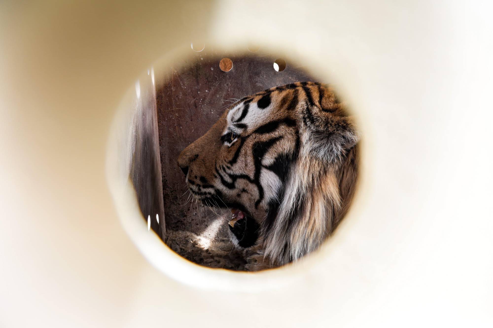 $!Ostok cierra su santuario por inseguridad en Culiacán: animales son trasladados a Mazatlán