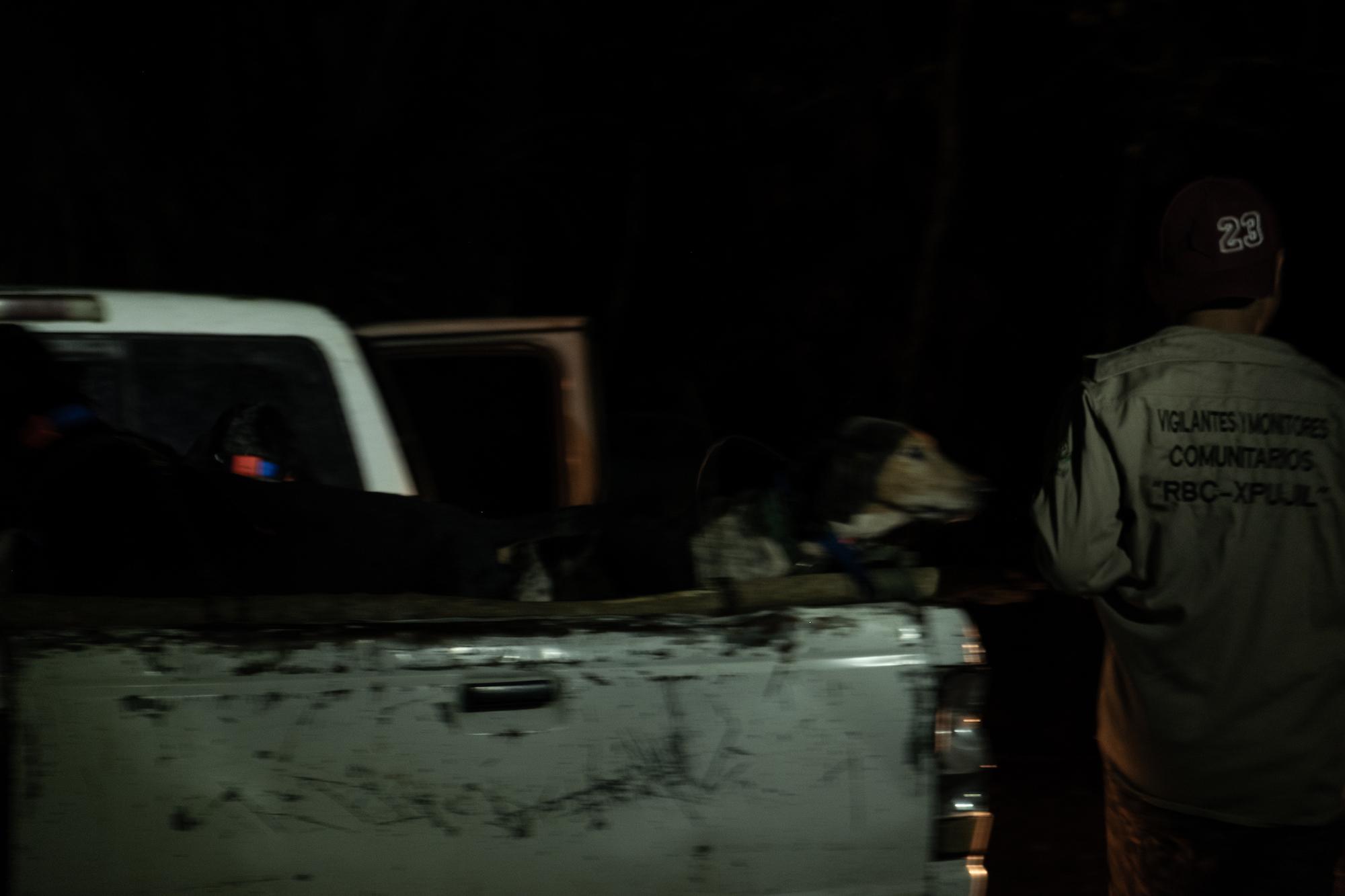 $!Con olfato y corazón: la historia del entrenador y los ‘perros tigreros’ que rastrean jaguares para protegerlos