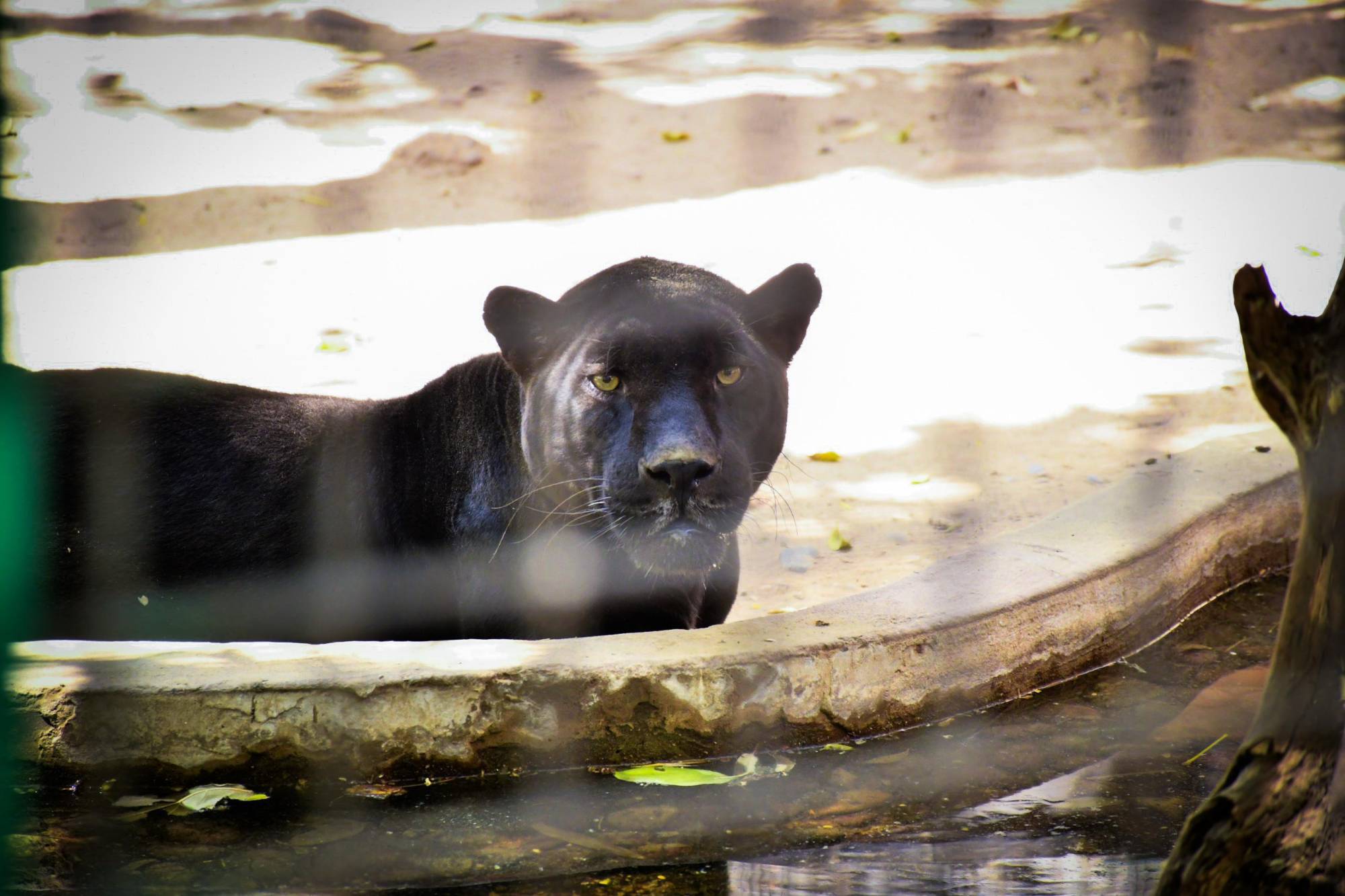 $!Familias visitan el Zoológico de Culiacán por Semana Santa, pero critican condiciones de los animales