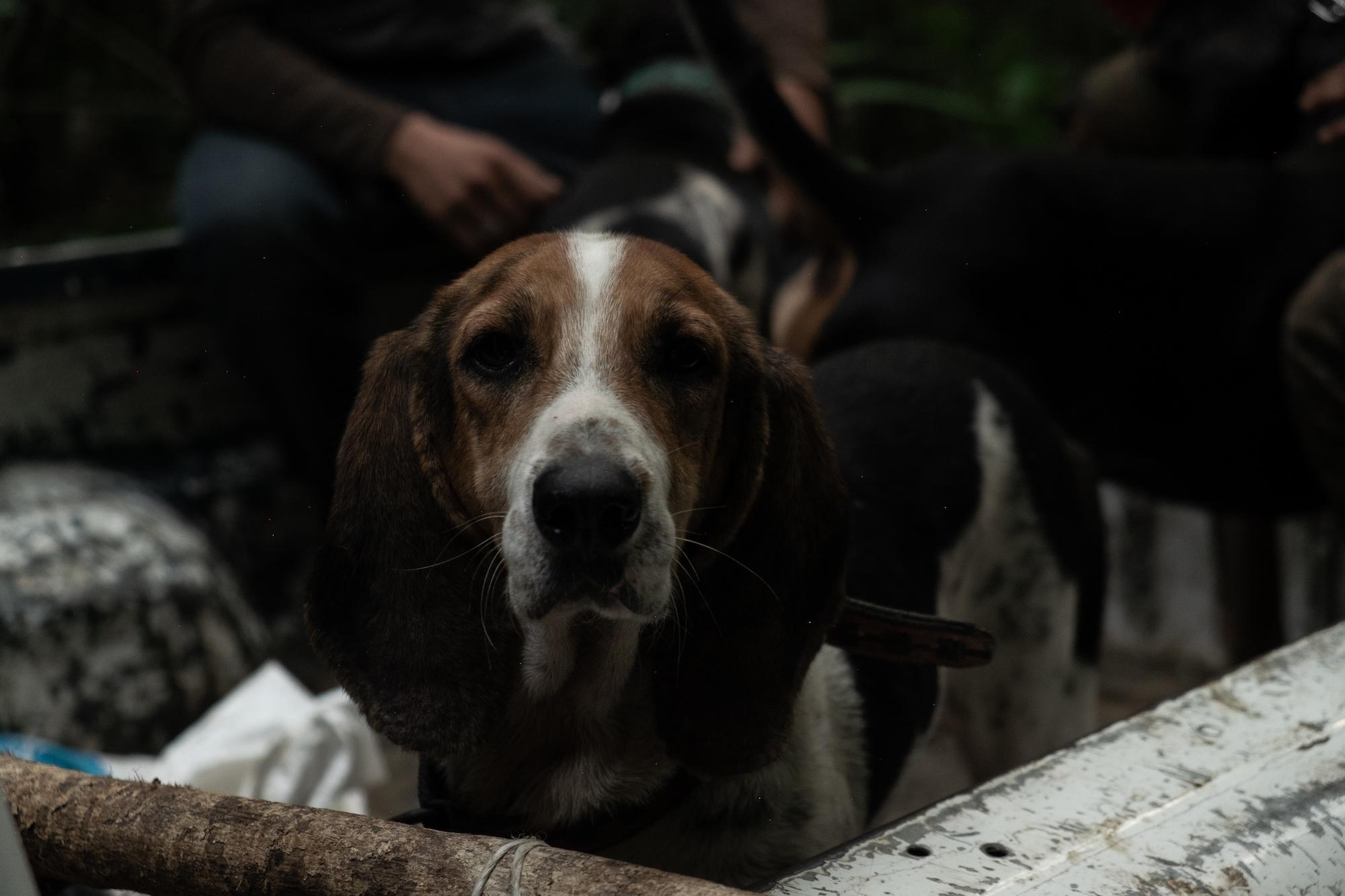 $!Con olfato y corazón: la historia del entrenador y los ‘perros tigreros’ que rastrean jaguares para protegerlos