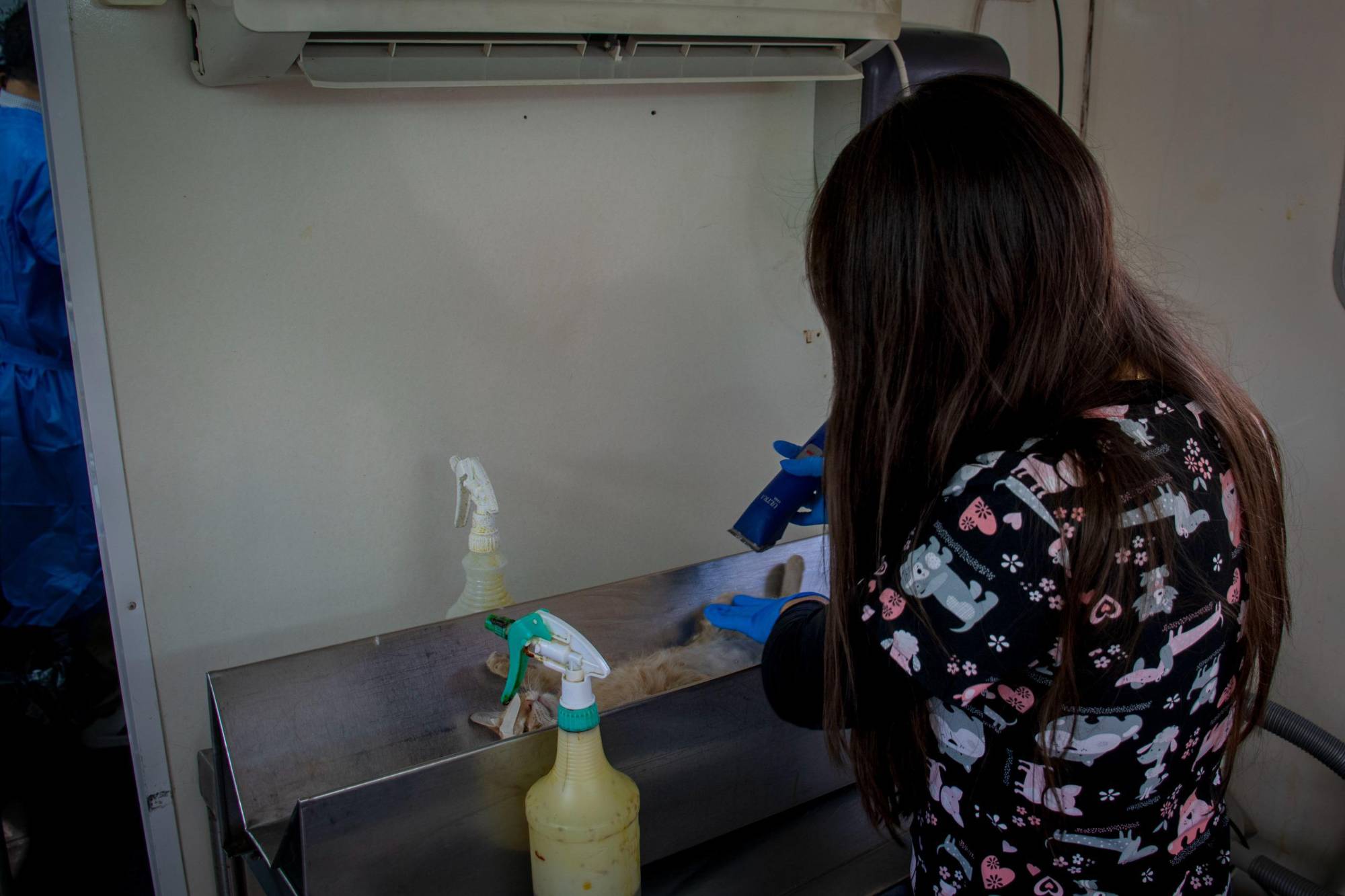 $!Mantiene DIF su campaña de esterilización de perros y gatos en instalaciones de El Vallado