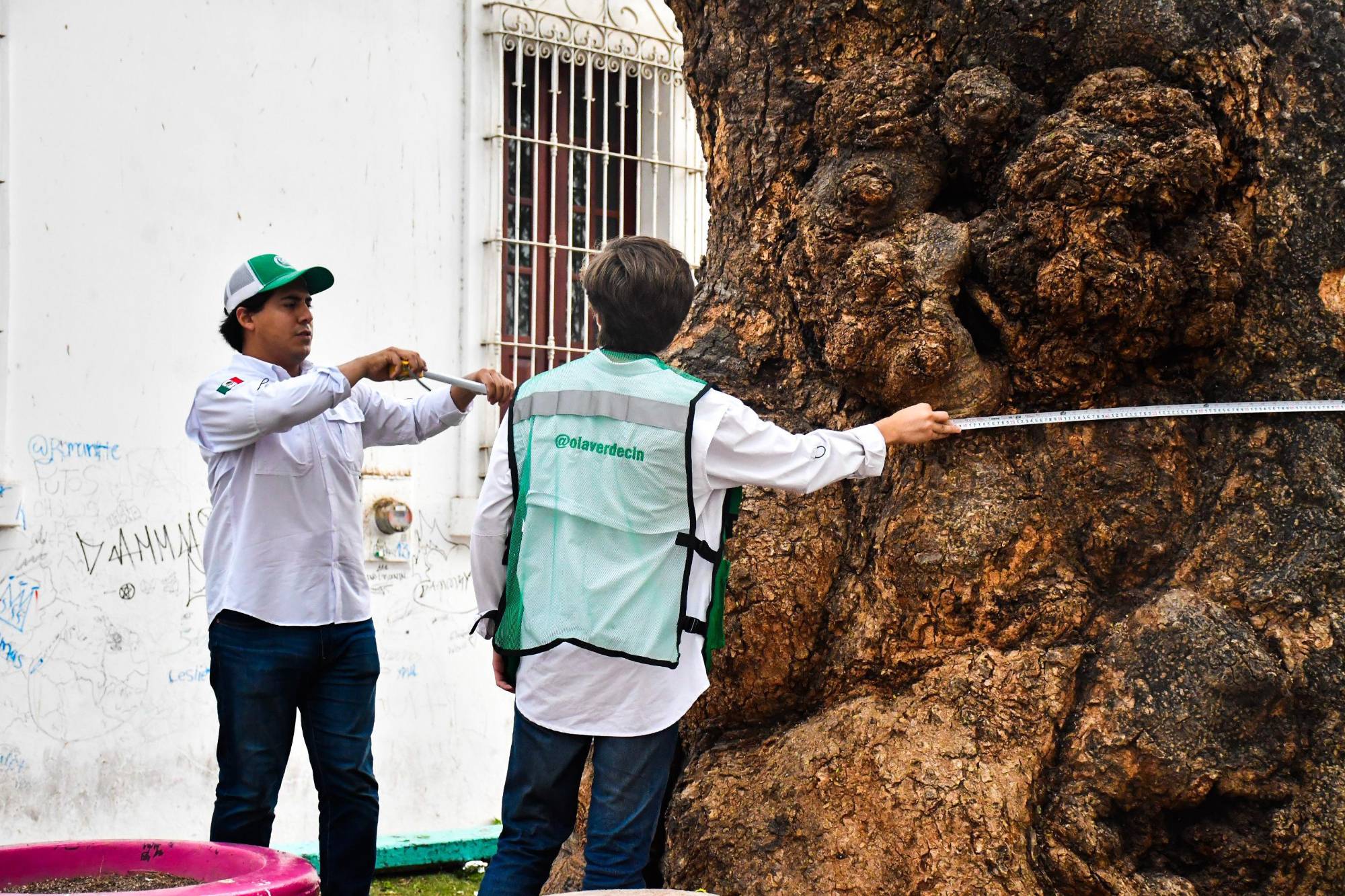 $!Los árboles centenarios: memoria viva y guardianes del tiempo de Culiacán