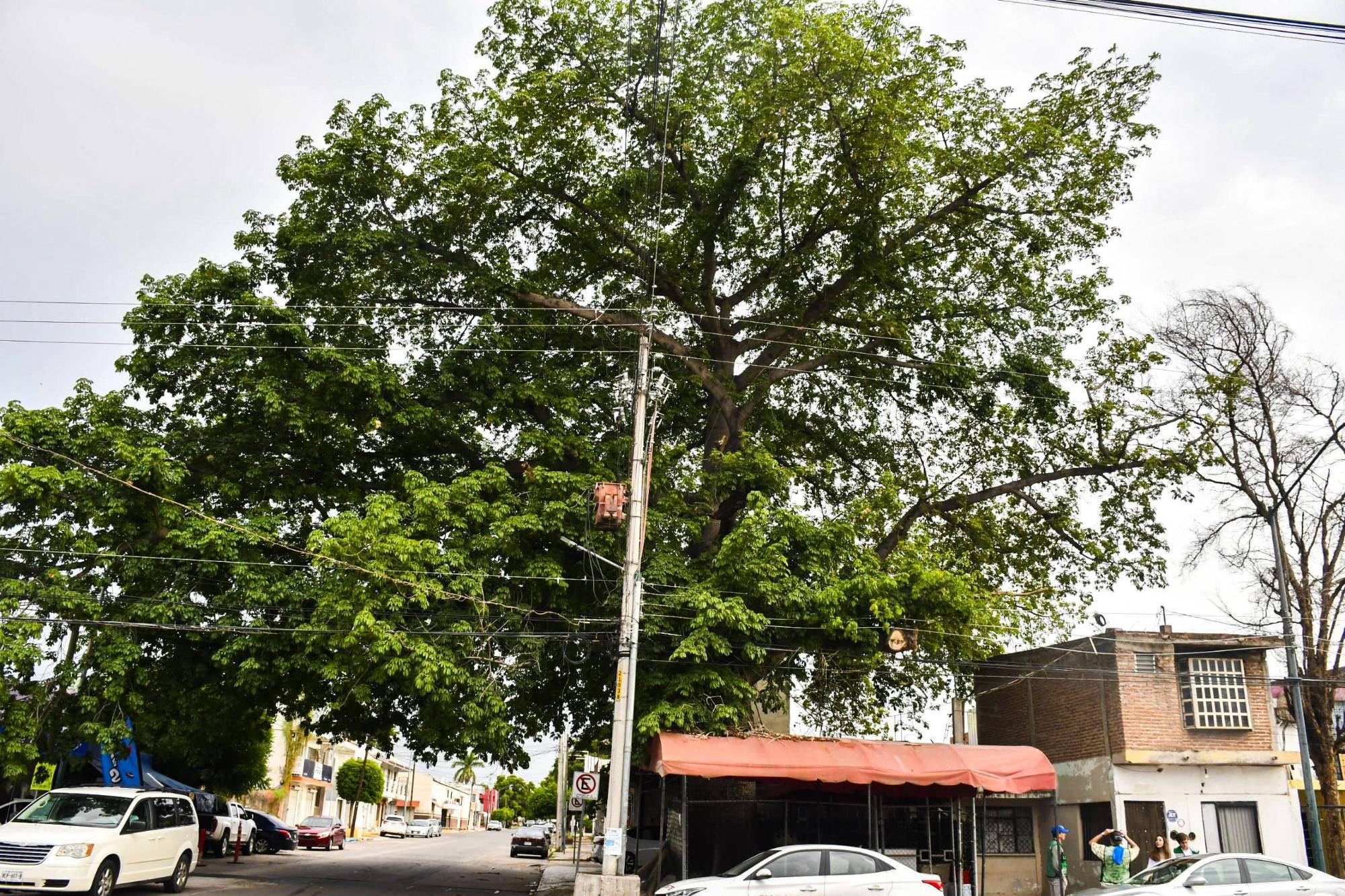 $!Los árboles centenarios: memoria viva y guardianes del tiempo de Culiacán