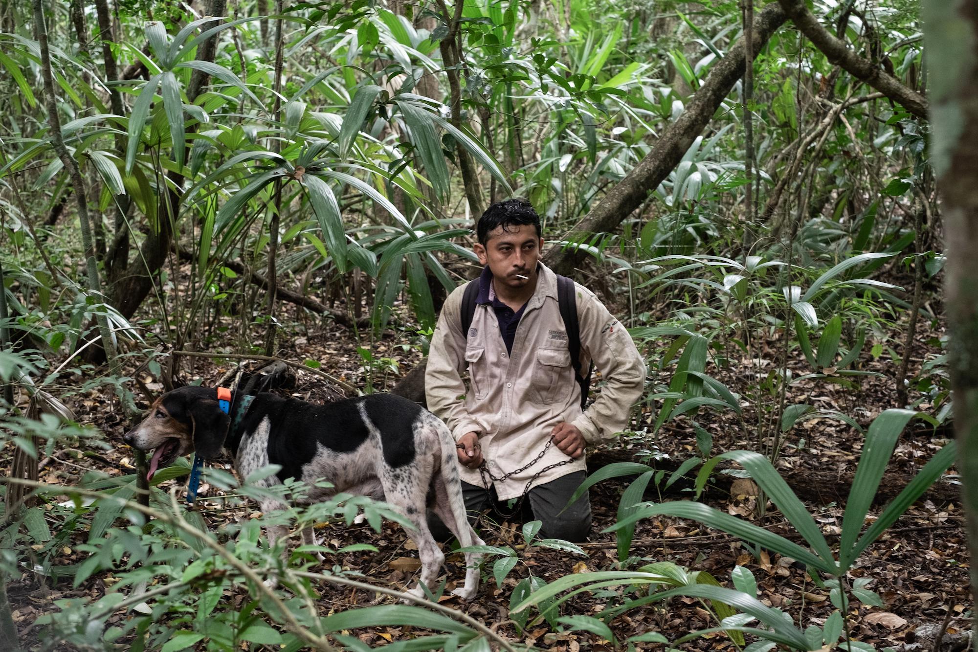 $!Con olfato y corazón: la historia del entrenador y los ‘perros tigreros’ que rastrean jaguares para protegerlos
