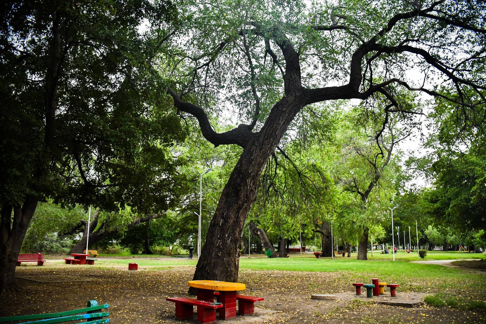 $!Los árboles centenarios: memoria viva y guardianes del tiempo de Culiacán