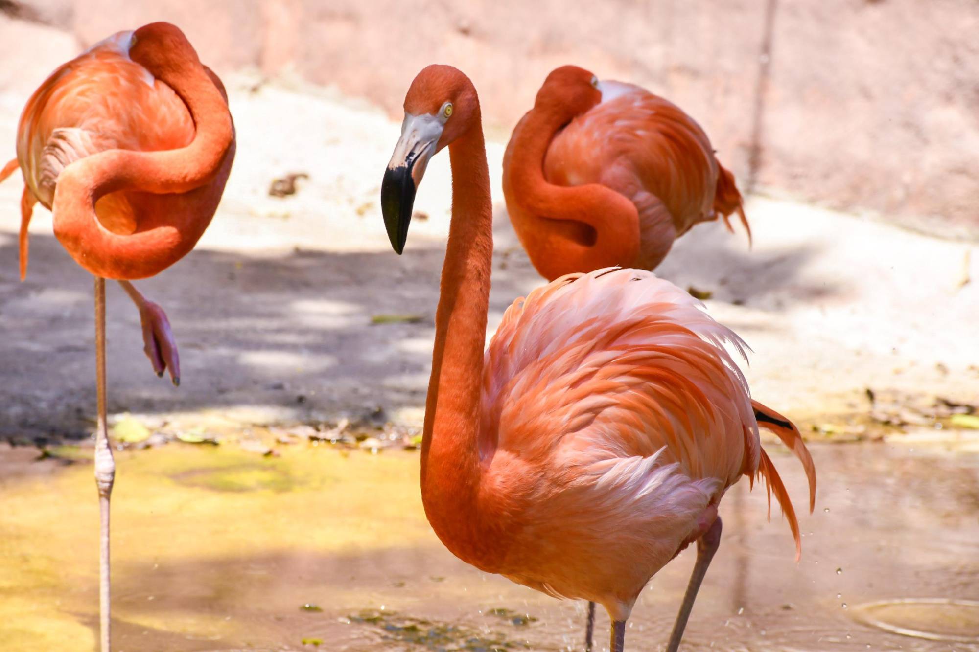 $!Familias visitan el Zoológico de Culiacán por Semana Santa, pero critican condiciones de los animales