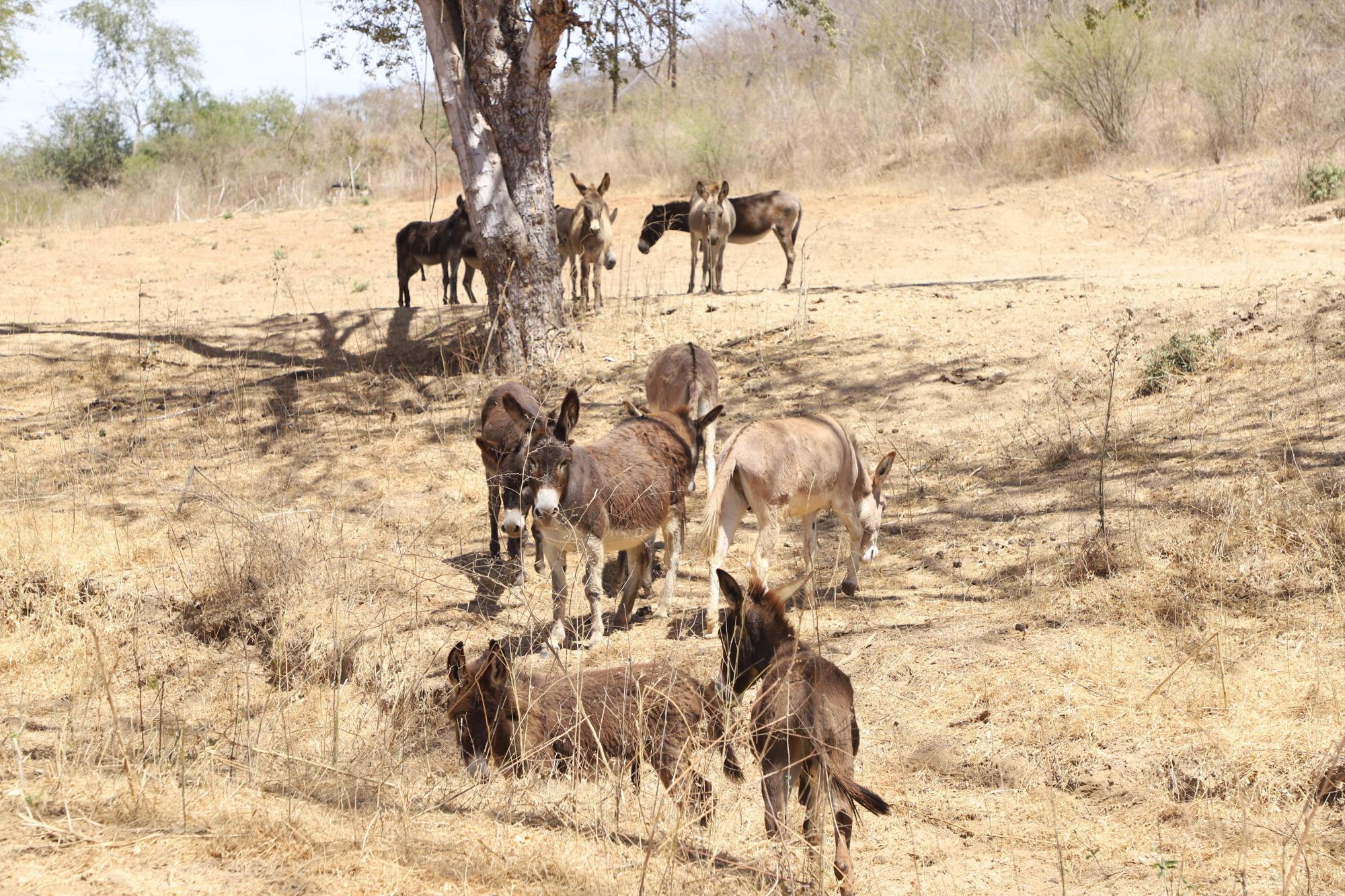 $!Lo que ‘La Vaca Lupe’ parió