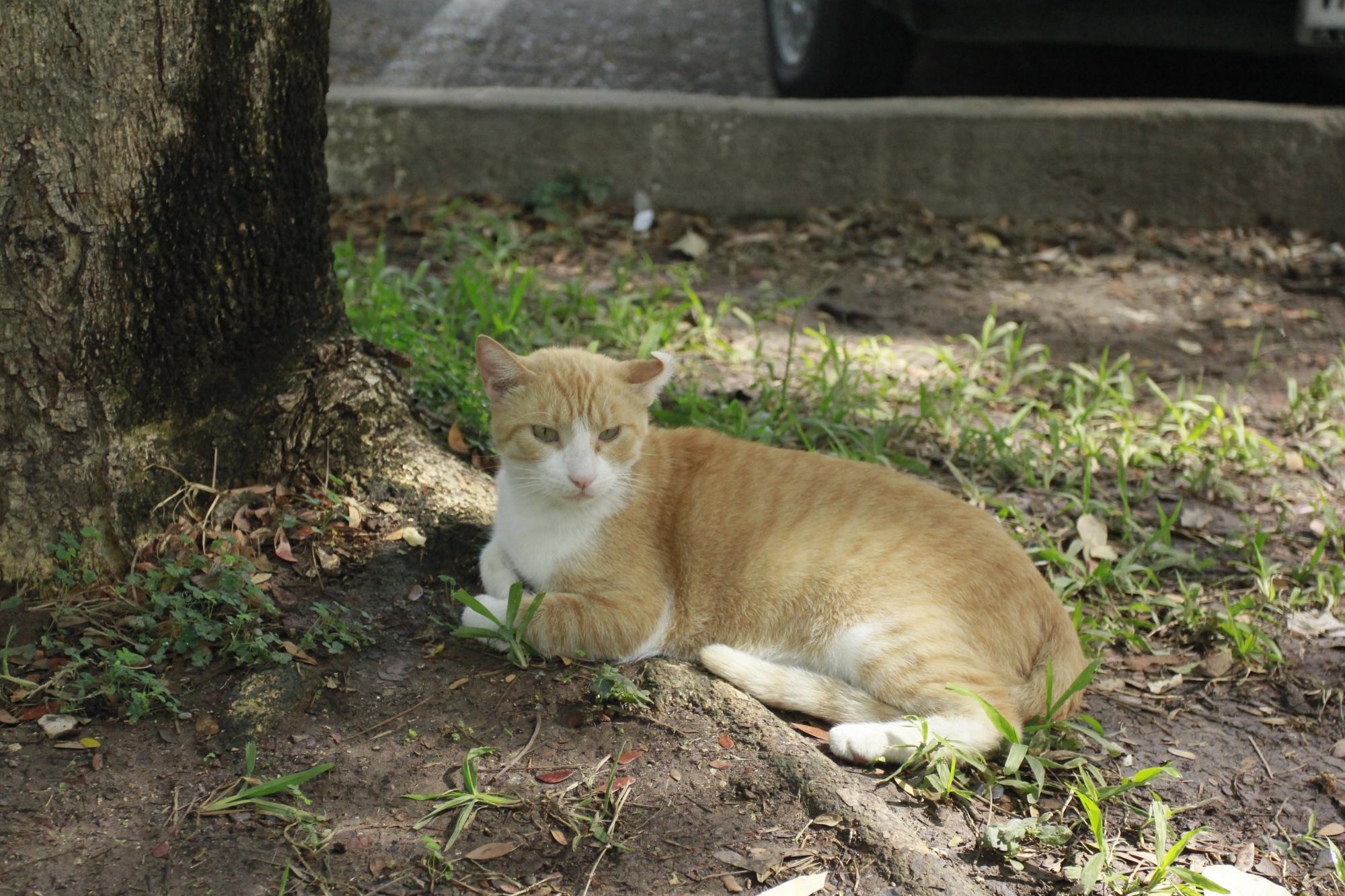 $!Crece abandono de gatos en el Jardín Botánico de Culiacán