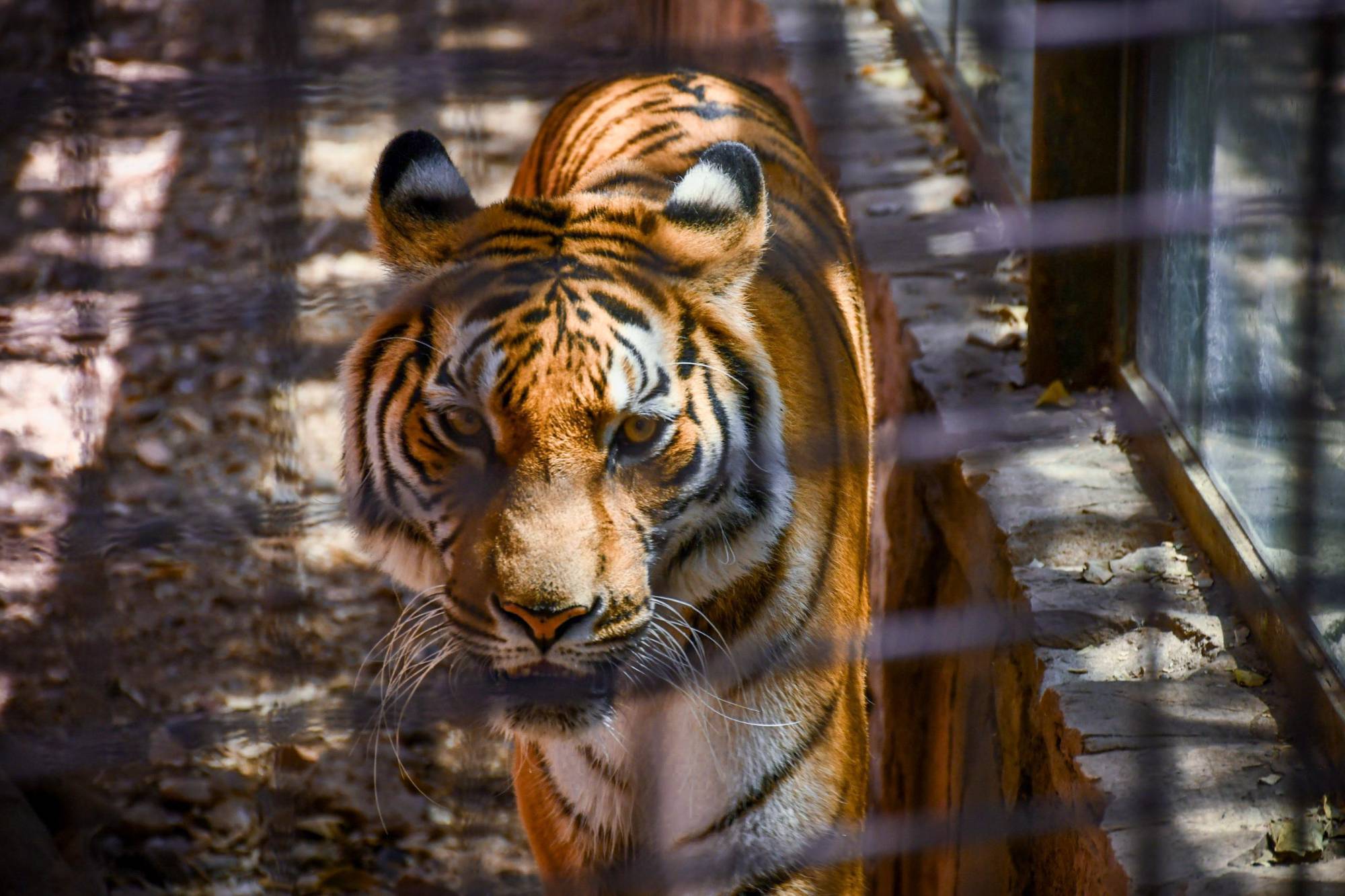 $!Familias visitan el Zoológico de Culiacán por Semana Santa, pero critican condiciones de los animales