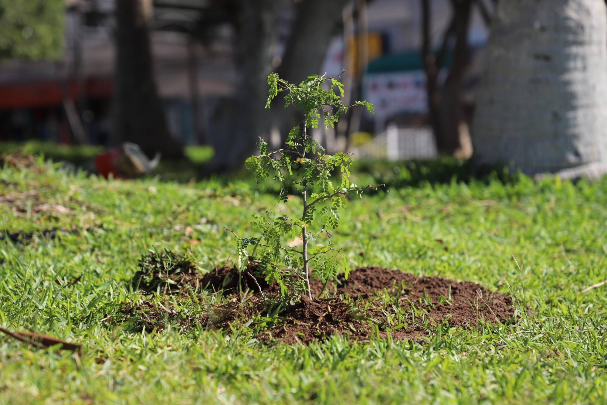 $!Inician en Elota programa de plantación de frutilla, especie en peligro de extinción