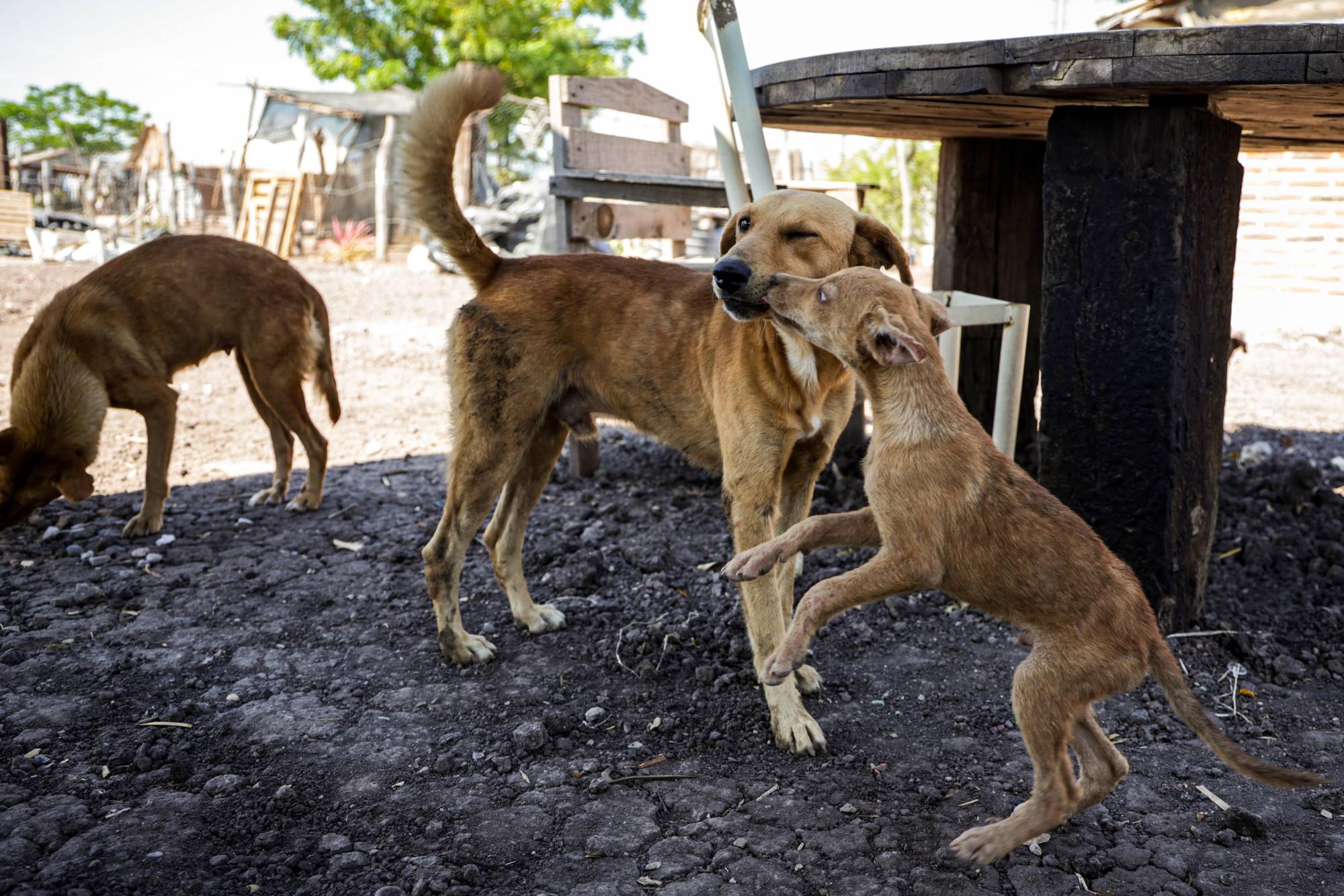 $!Desplazados de Las Víboras hallan refugio en Costa Rica; aseguran que ya no quieren volver
