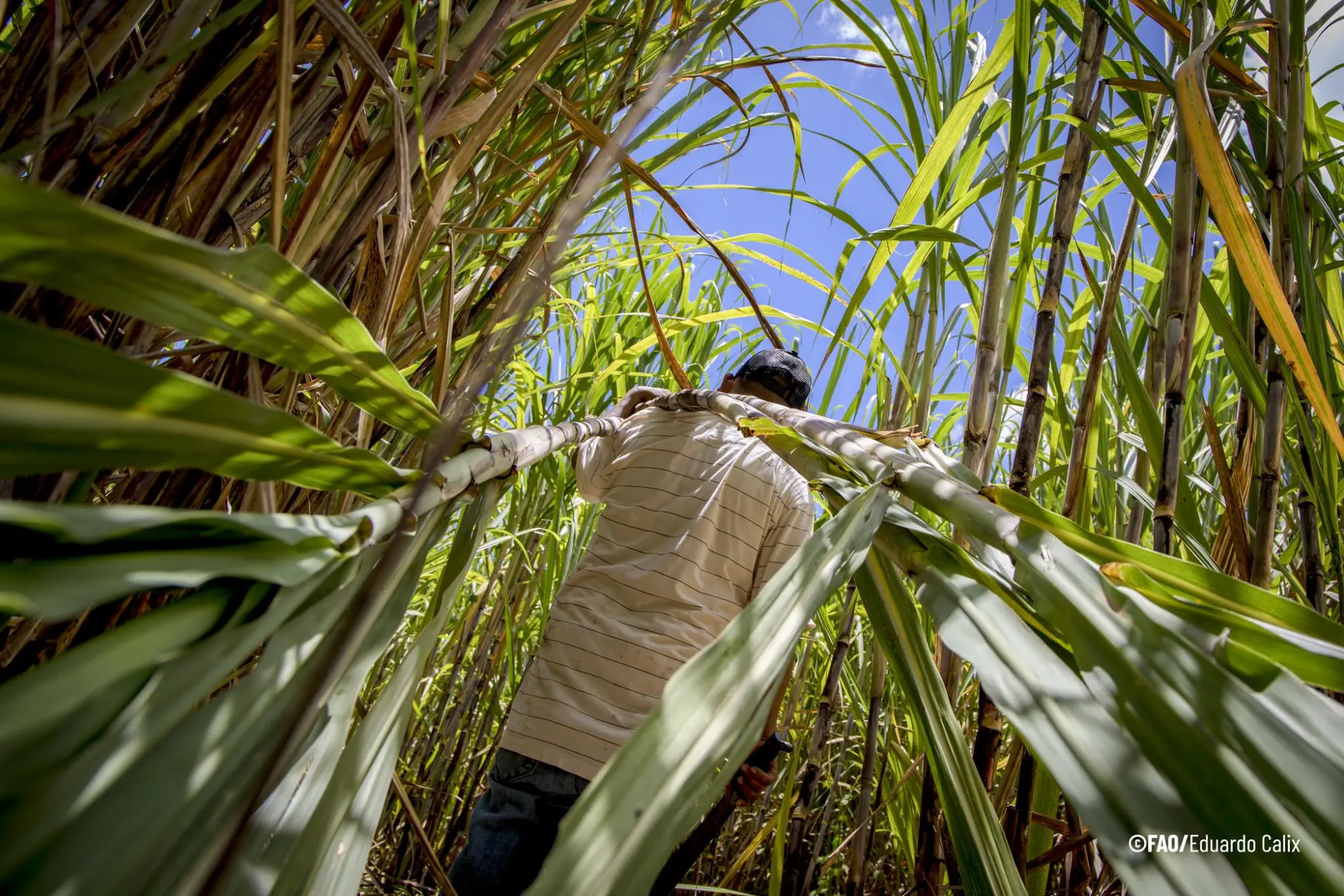 $!La desertificación y la sequía impactan directamente en la alimentación y economía de las regiones más vulnerables.