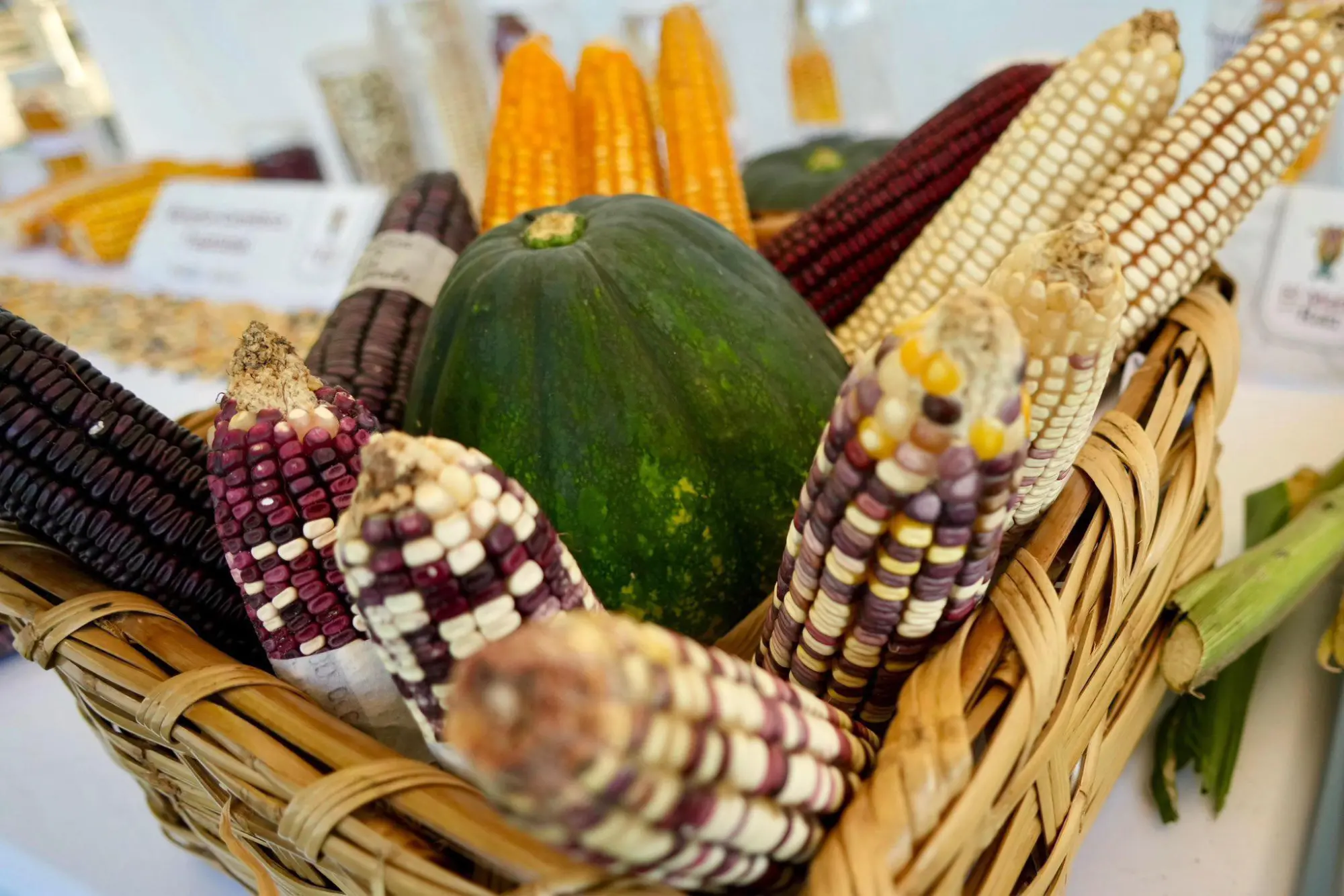 $!Maíz nativo es clave de la soberanía alimentaria: Sheinbaum presenta en Chiapas plan para productores rurales