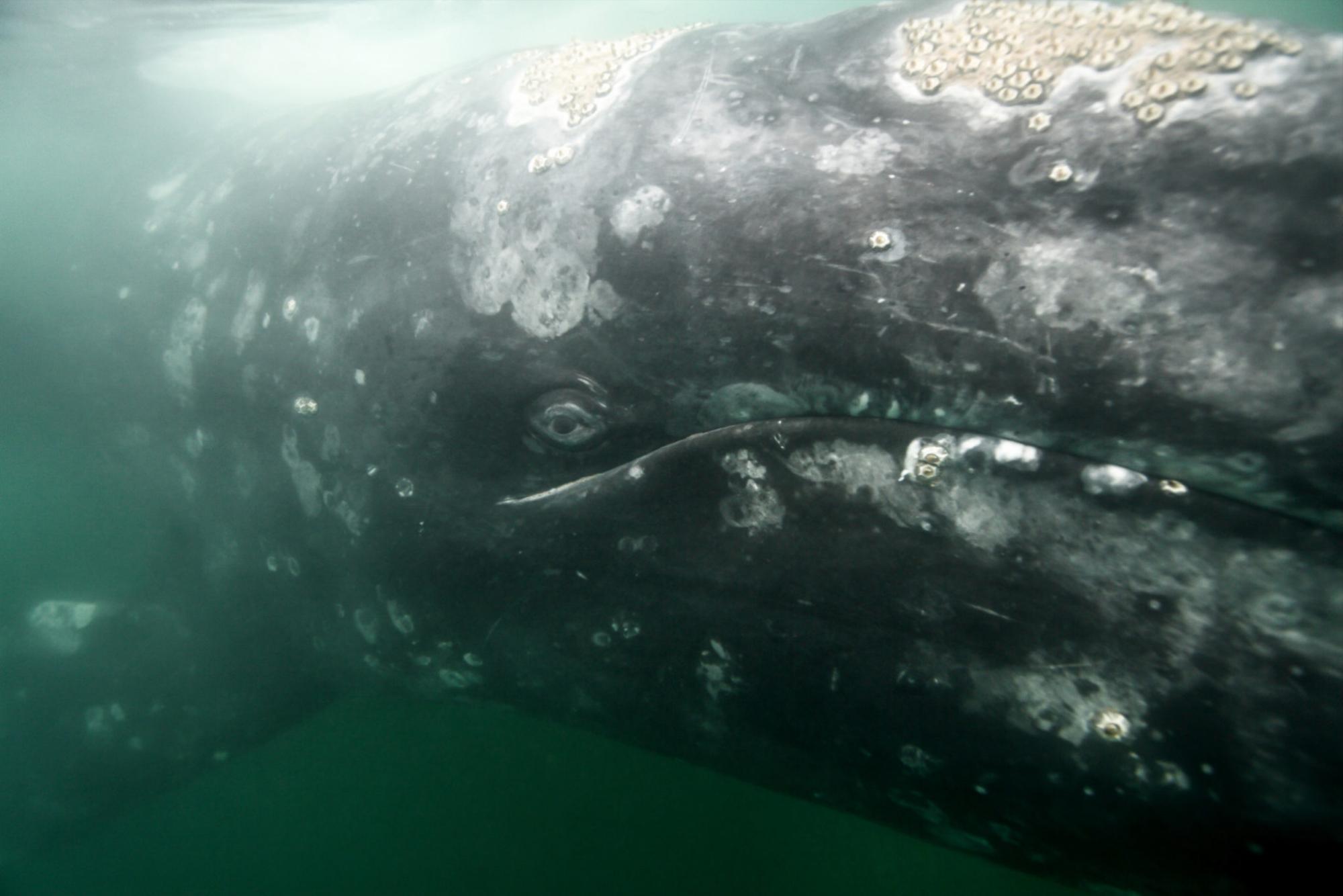 $!Las ballenas grises viajan alrededor de 18 mil kilómetros al año, alimentándose cerca de las costas.