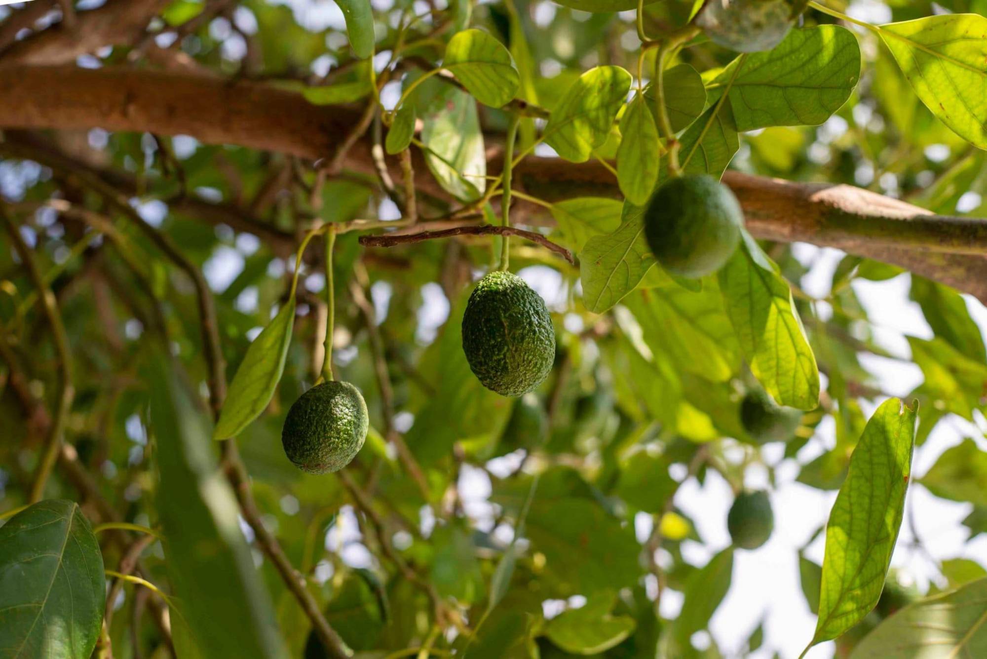 $!Minería, tala, aguacate y narcolaboratorios: las industrias contaminantes que el CJNG expandió bajo el mando de ‘El Mencho’