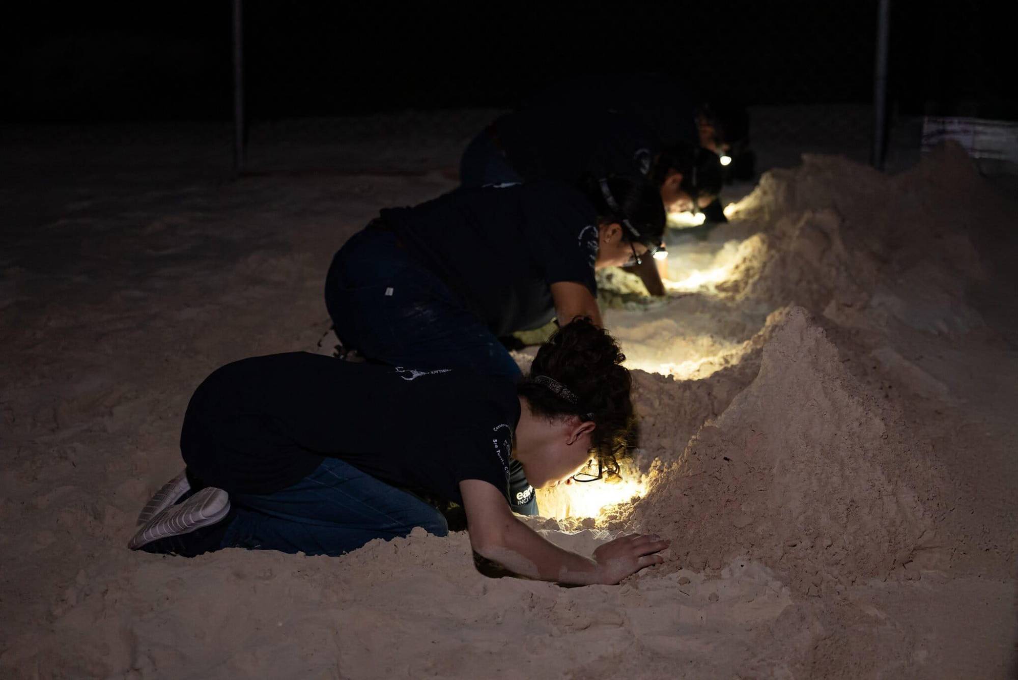 $!Rastreando el nacimiento de la tortuga verde: el aumento de la temperatura en el mar impacta en la anidación de la especie en las costas de México