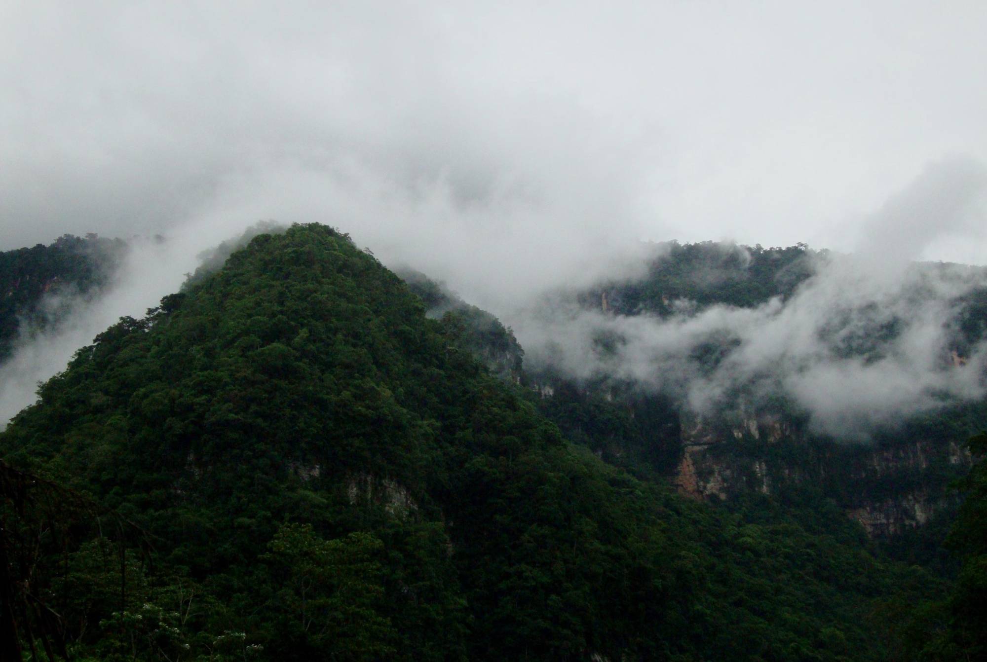 $!Bosque montano bajo, ubicado entre 800 y 1500 metros de altitud, en Junín, Perú.