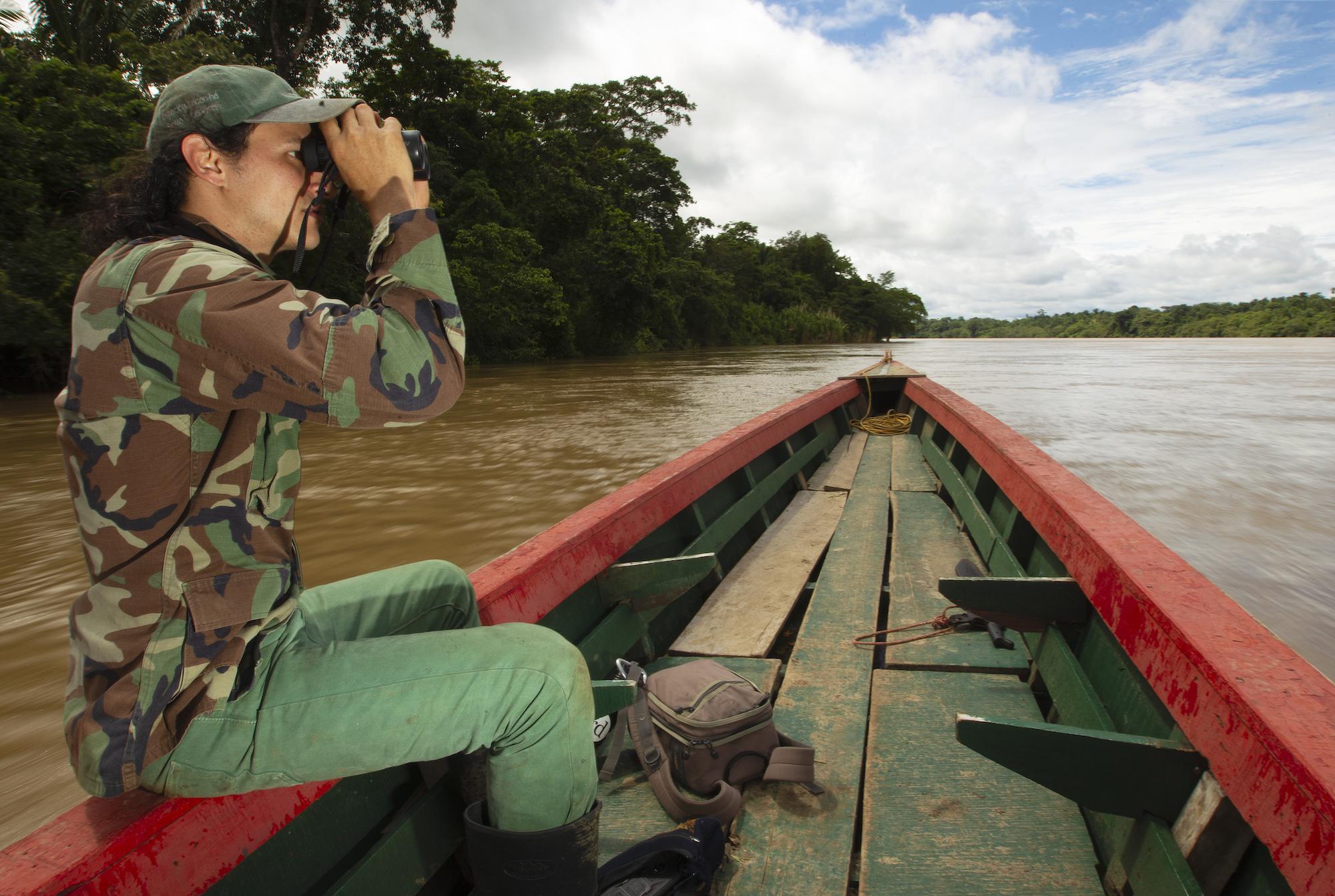 $!Águila harpía: reaparece la majestuosa ave rapaz que se creía extinta en México