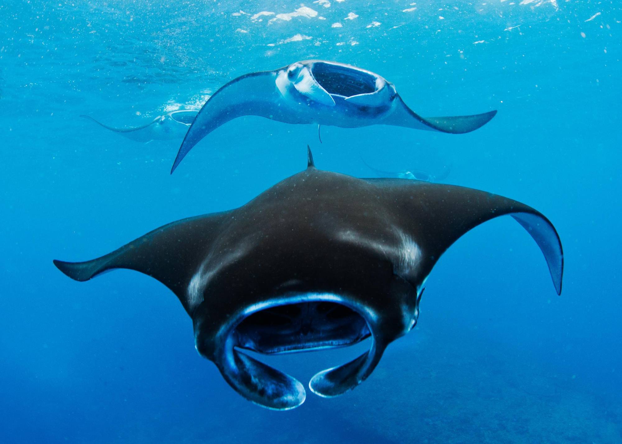 $!Expertos desarman los argumentos de la industria pesquera contra la firma del Tratado de Alta Mar