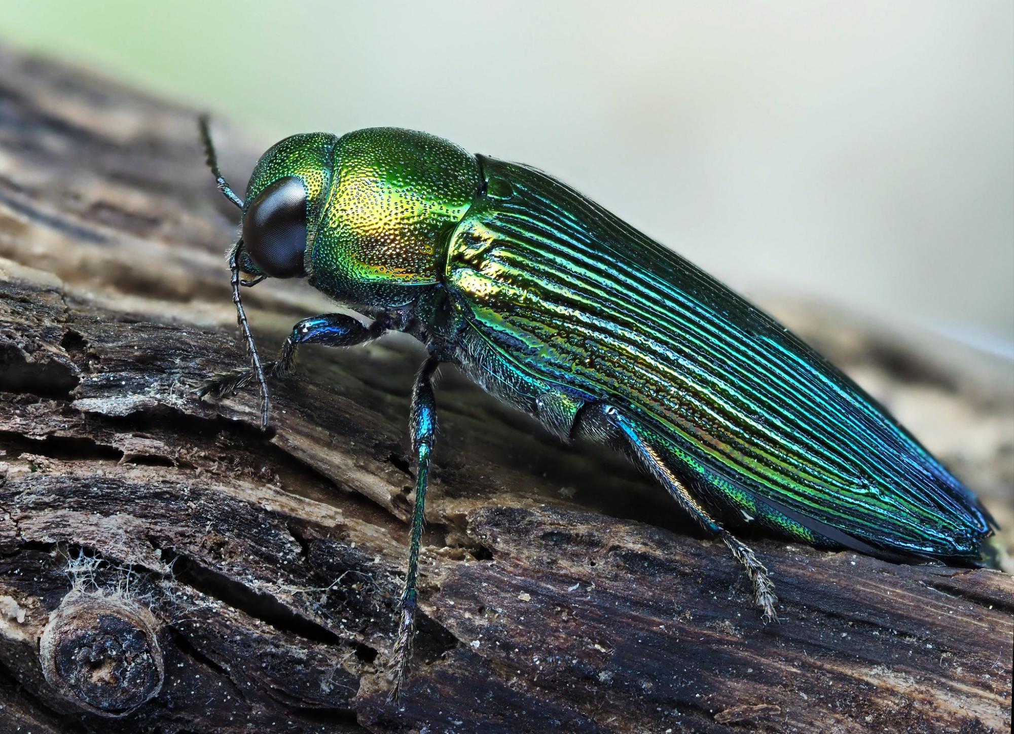 $!El Eurythyrea quercus es una de las especies de escarabajo más amenazadas de Europa y requiere robles viejos y secos para desarrollarse, los cuales rara vez se mantienen en el paisaje.