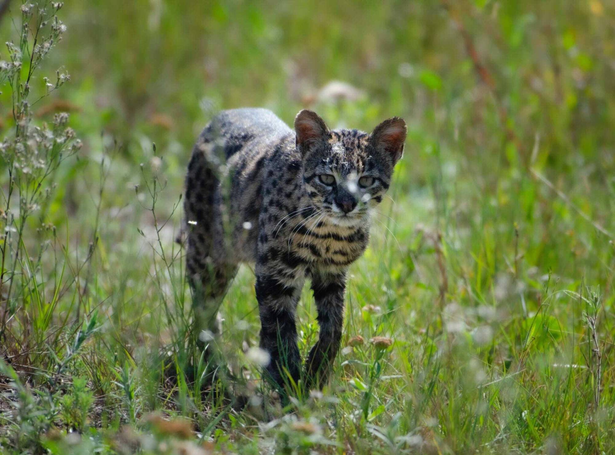 $!Aún es muy poco lo que se sabe sobre los efectos de virus, bacterias, hongos y parásitos transmitidos por animales domésticos al gato montés.