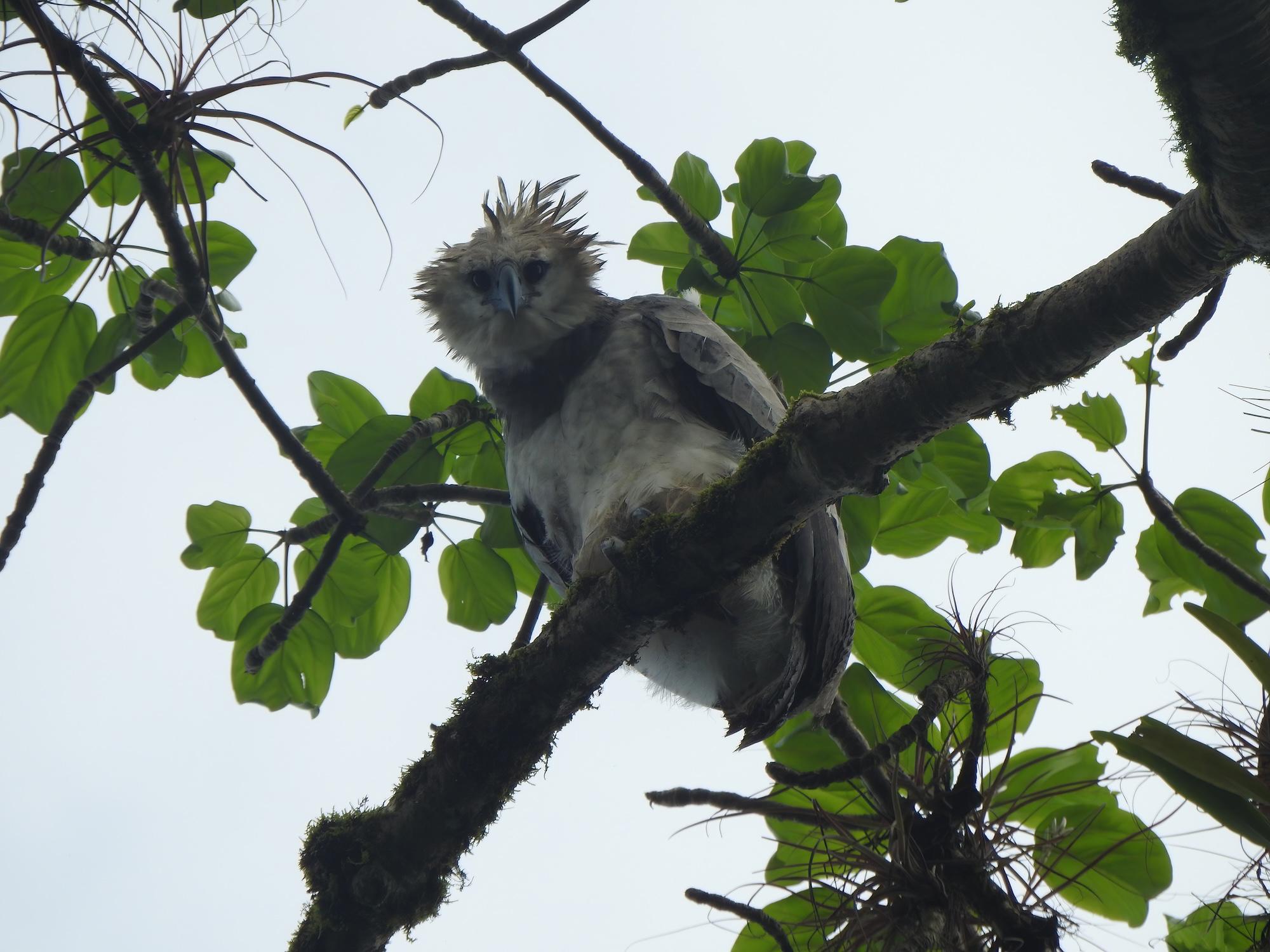 $!Águila harpía: reaparece la majestuosa ave rapaz que se creía extinta en México