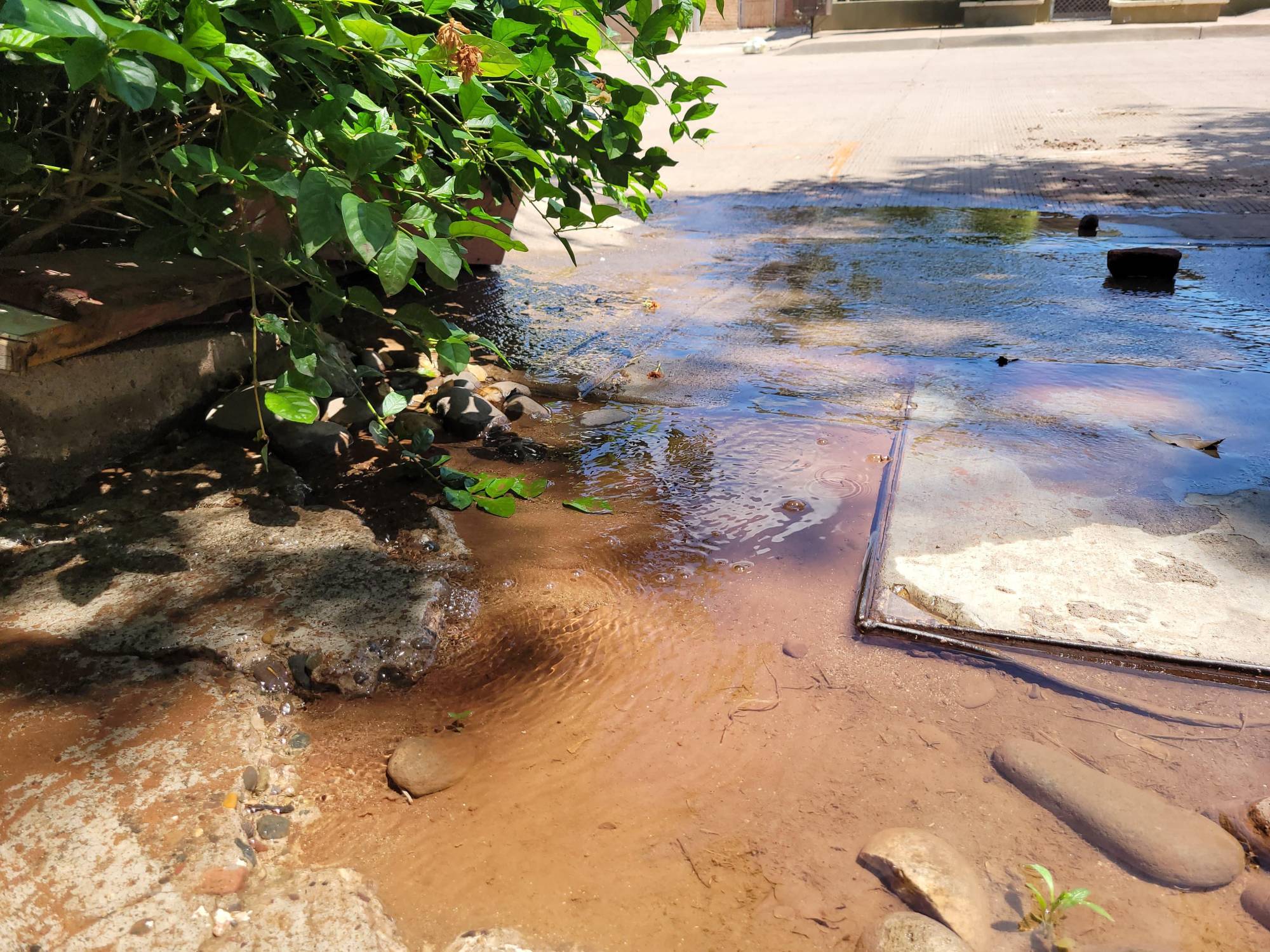 $!Hace cuatro días que agua limpia brota en la Agustina Ramírez, Culiacán, pese a sequía