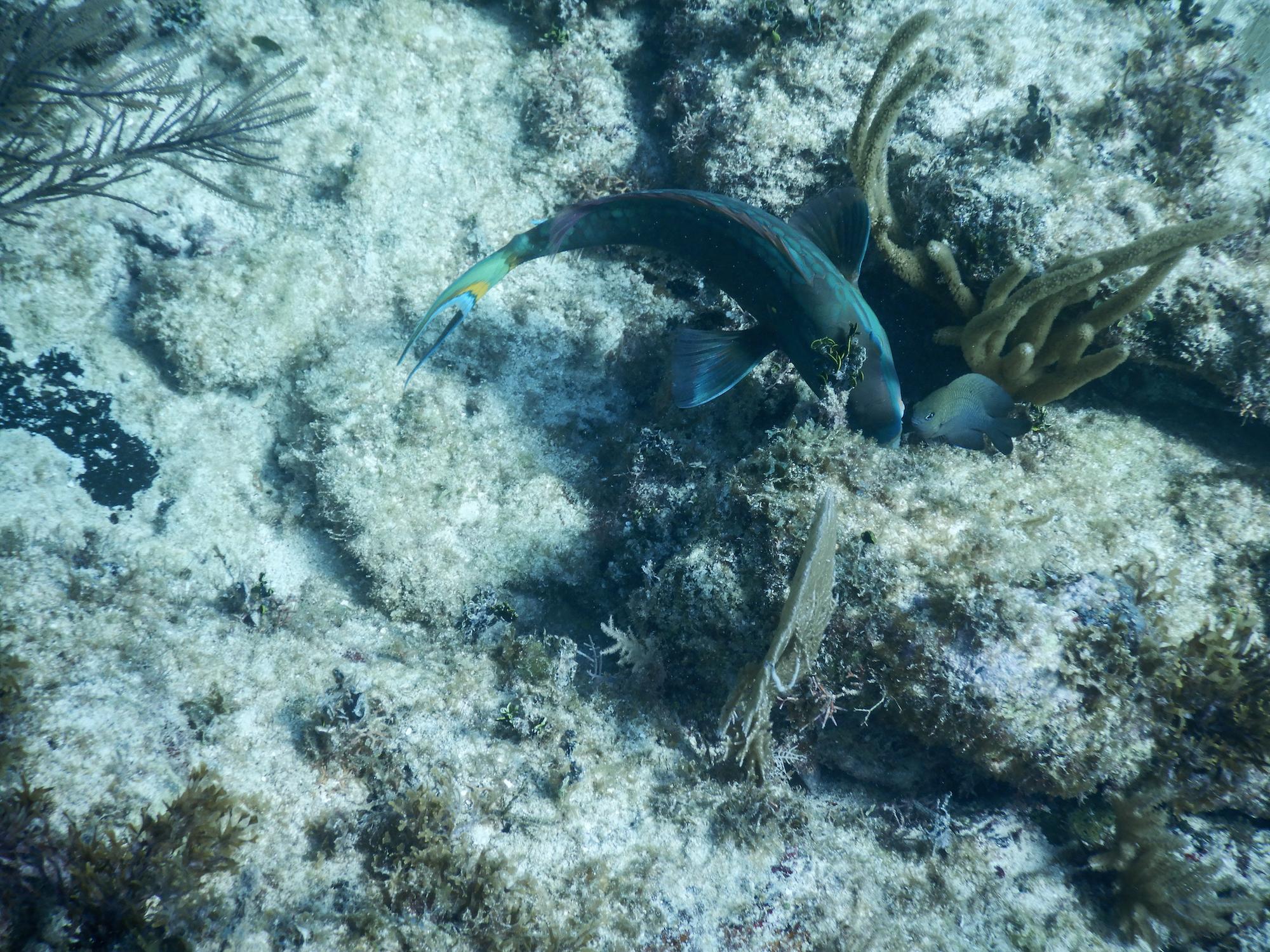 $!La Reserva de la Biosfera Banco Chinchorro se encuentra frente a las costas de Mahahual, en el municipio Othón P. Blanco, Quintana Roo.