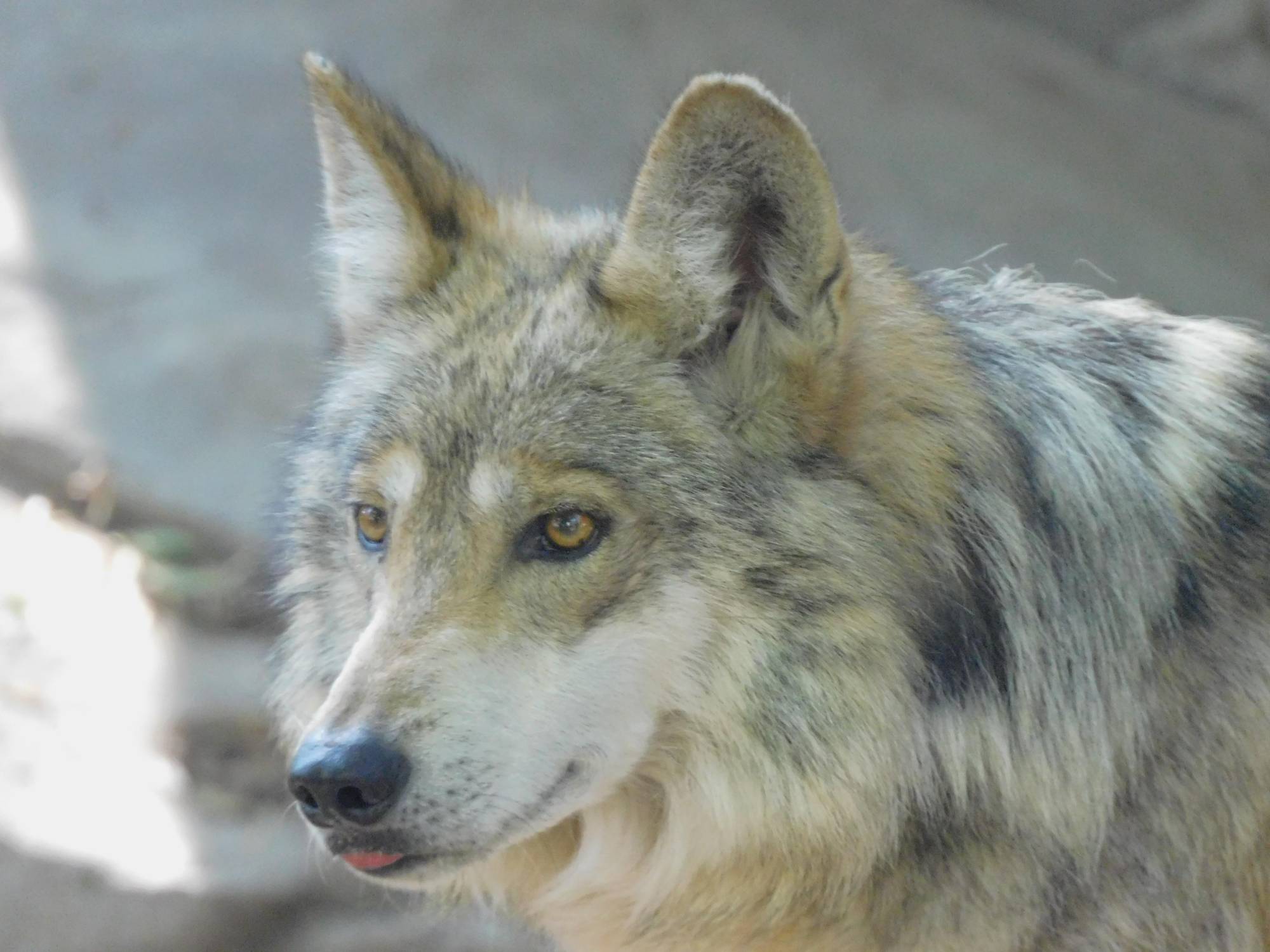 $!Coppel y Fundación Coppel lanzan campaña para la conservación del lobo mexicano