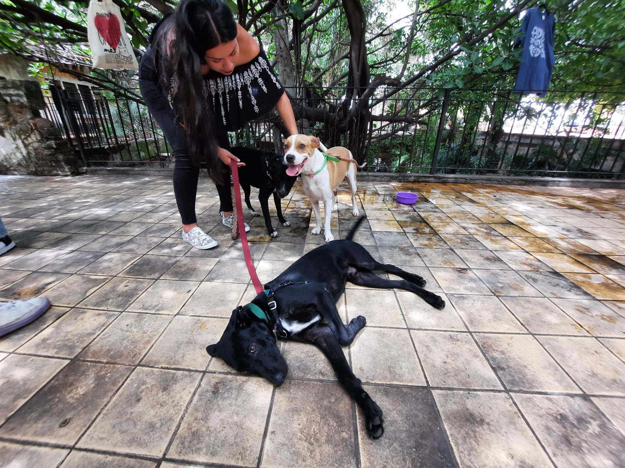 $!Invitan en Mazatlán a adoptar mascotas, no comprarlas