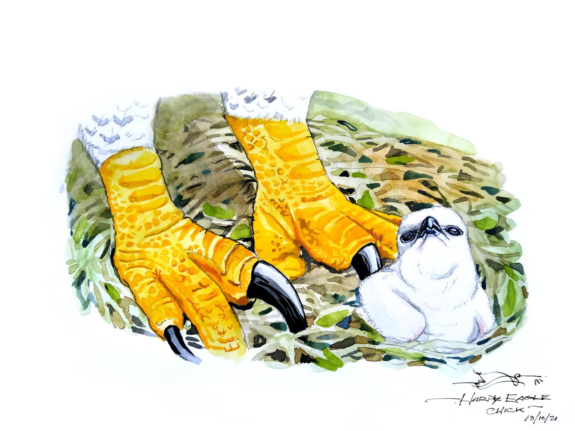 $!Águila harpía: reaparece la majestuosa ave rapaz que se creía extinta en México