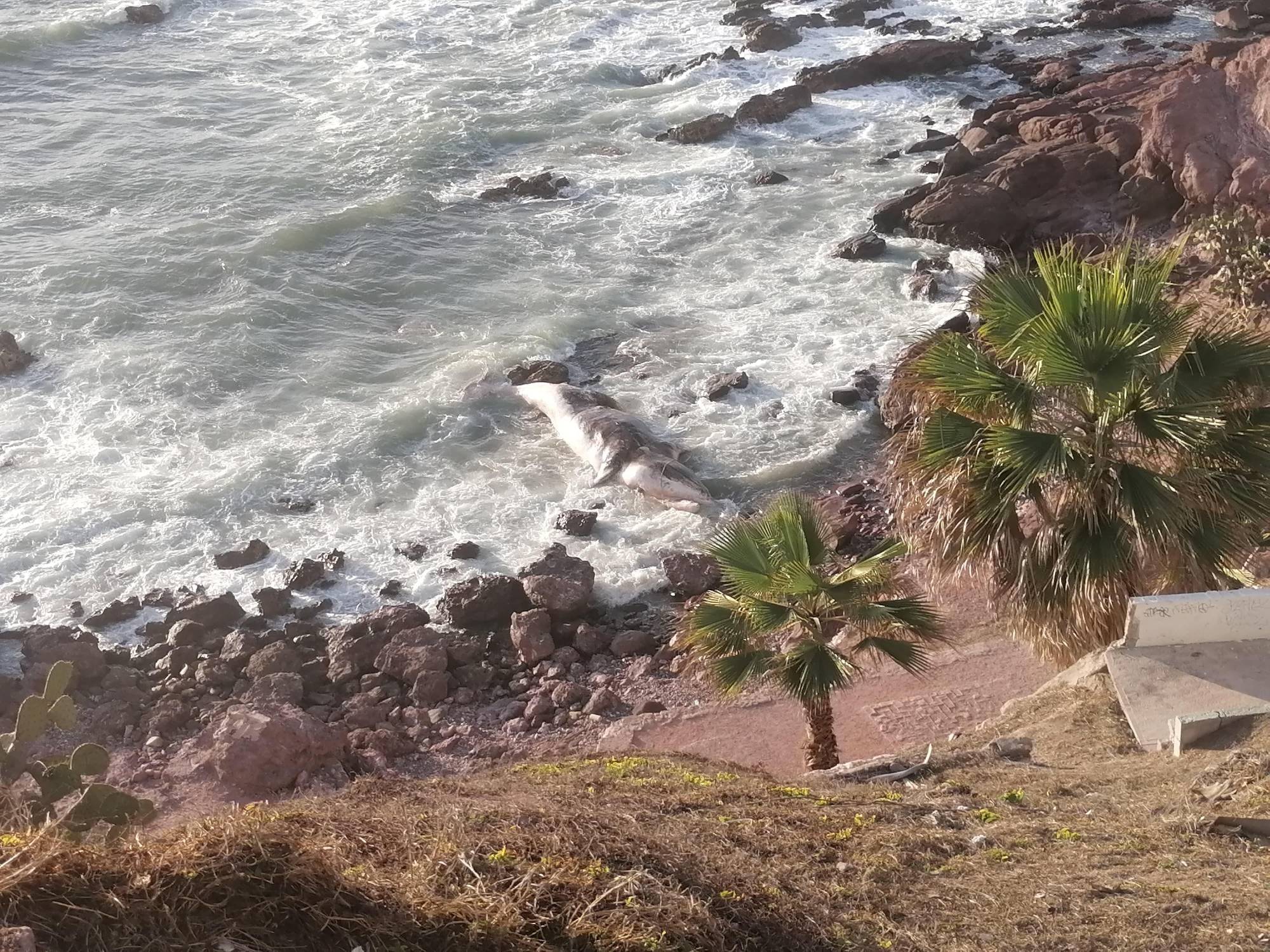 $!Ballena muerta encalla en zona rocosa del Paseo del Centenario de Mazatlán