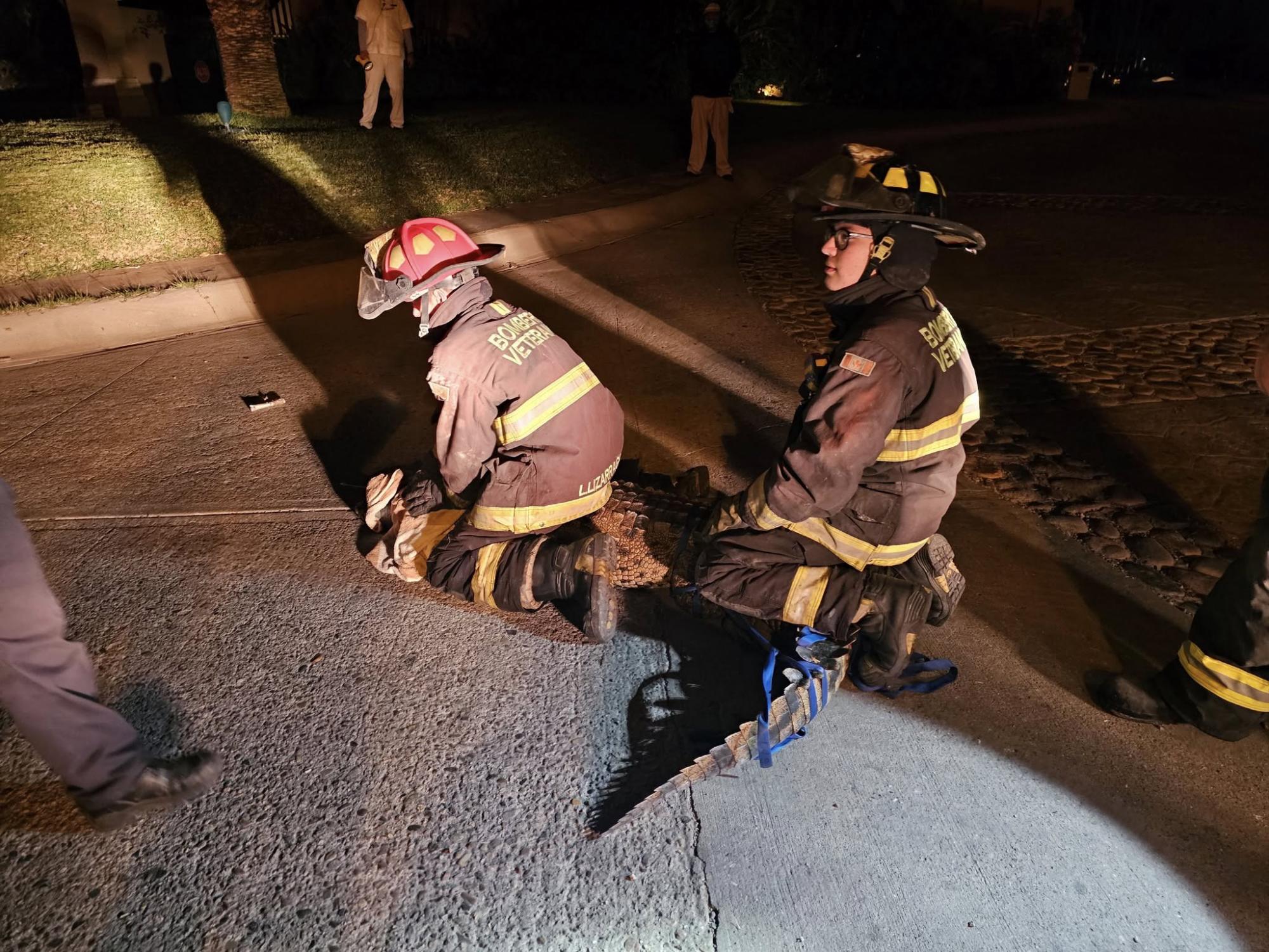 $!Capturan un cocodrilo en la vialidad cerca de hotel en la zona de Cerritos