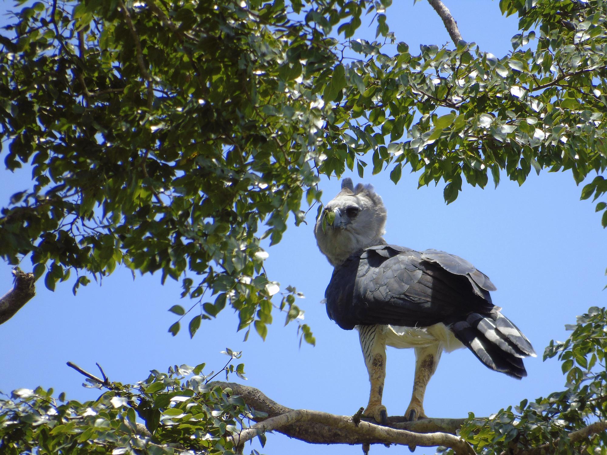 $!Águila harpía: reaparece la majestuosa ave rapaz que se creía extinta en México