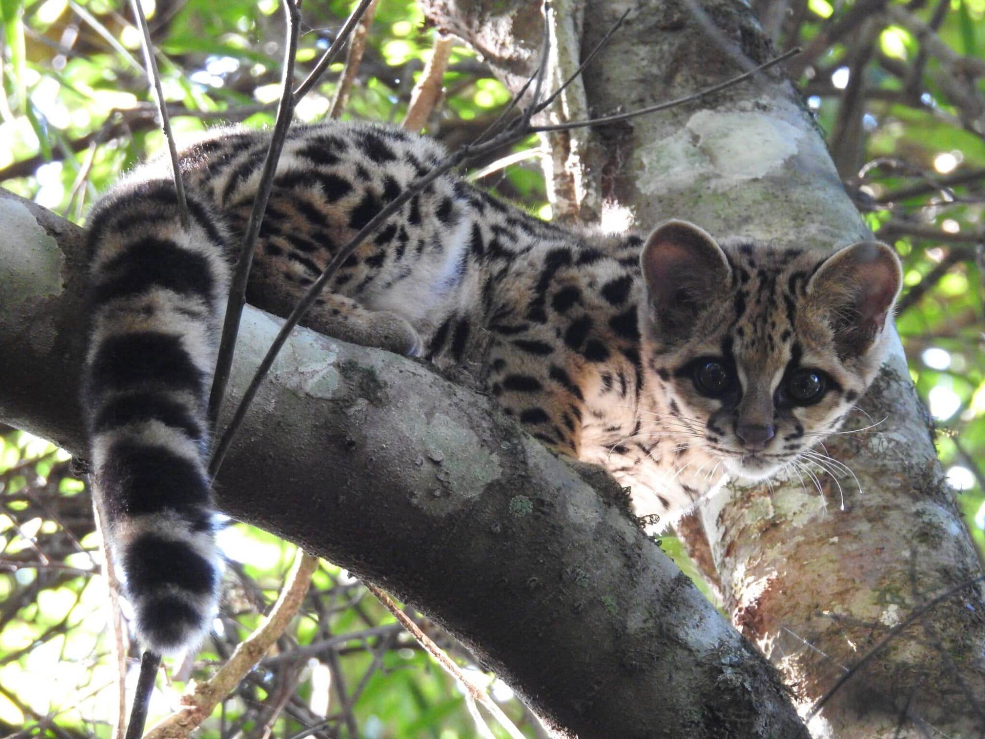 $!Un margay (Leopardus wiedii) registrado en el Parque Estadual do Turvo, en el estado de Rio Grande do Sul, Brasil.