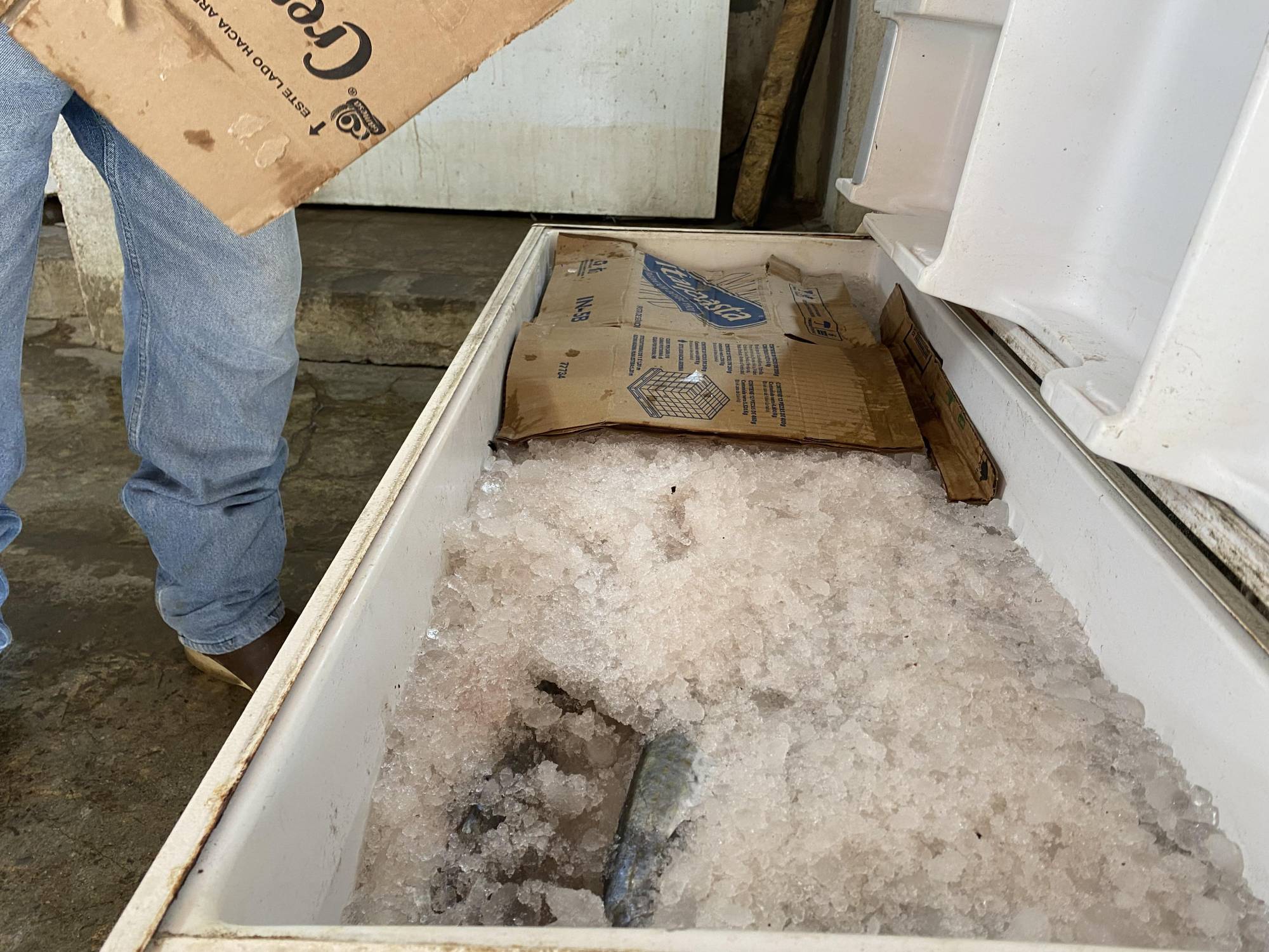 $!Neveras llenas de hielos y productos pesqueros en esta temporada.