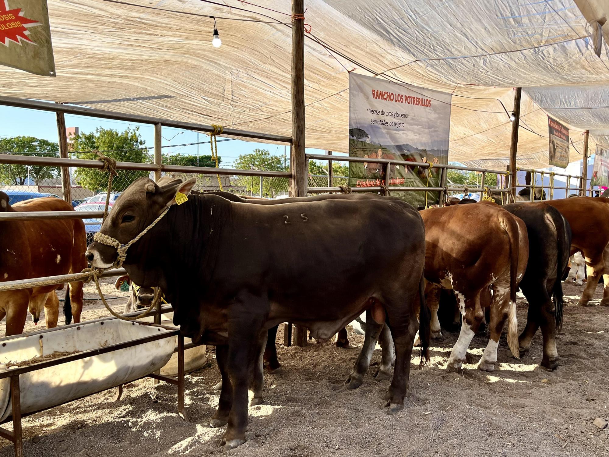 $!Ana Karen Val inaugura la Feria Regional Ganadera Elota 2023