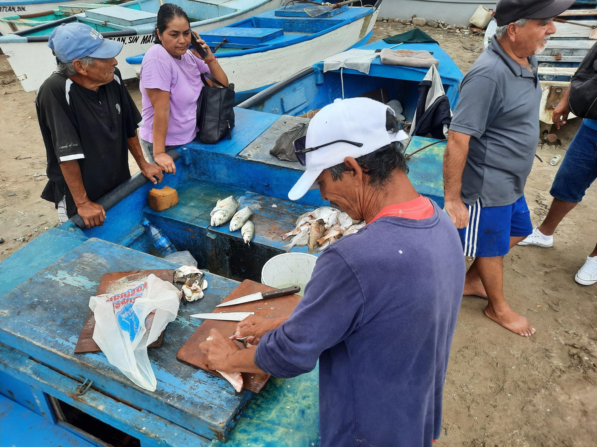 $!Botete, cochi, mojarra y pargo, los pescados de temporada en Mazatlán