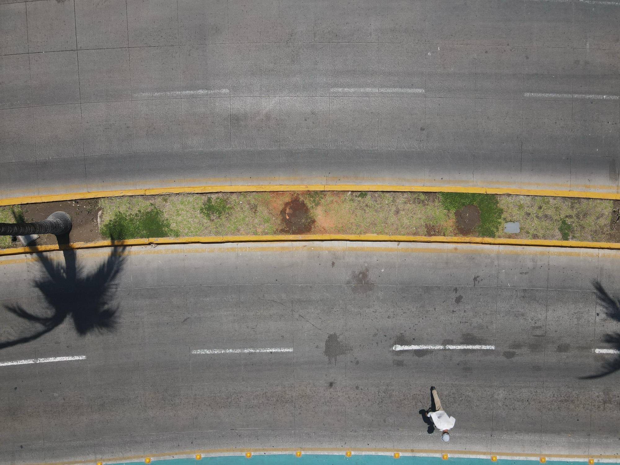 $!Ecologistas critican falta de soluciones reales tras la tala de dos palmeras en Mazatlán